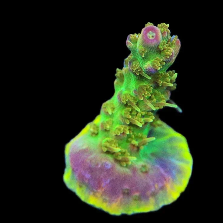 TSA Grape Ape Acropora Coral - Image 3