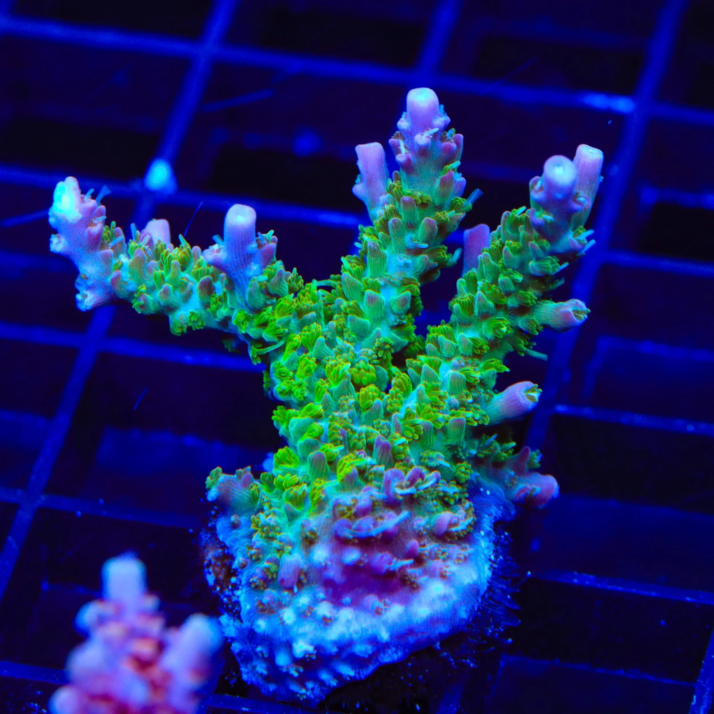 TSA Grape Ape Acropora XL Frag Coral - Image 3