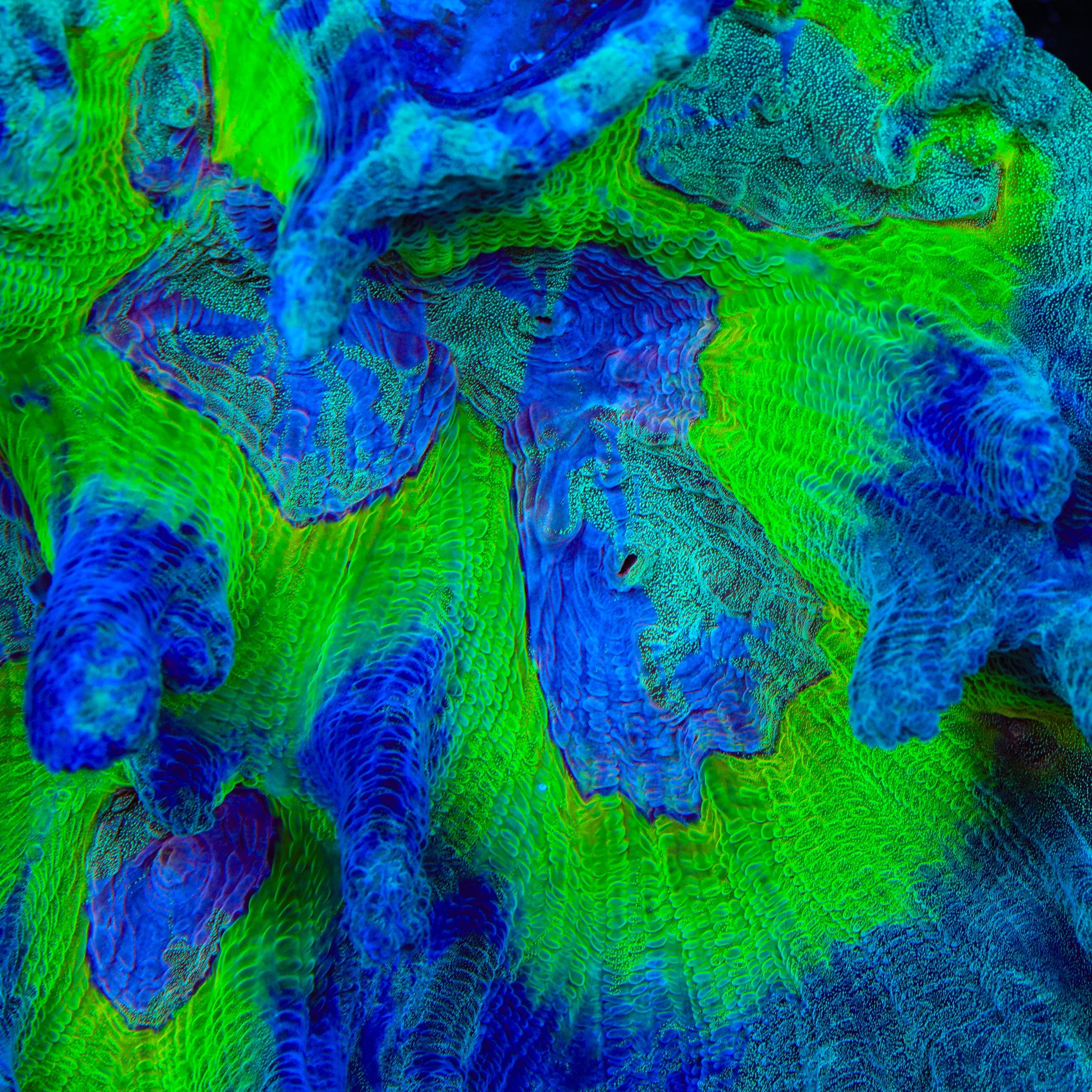 TSA Great Gambino Pectinia Coral