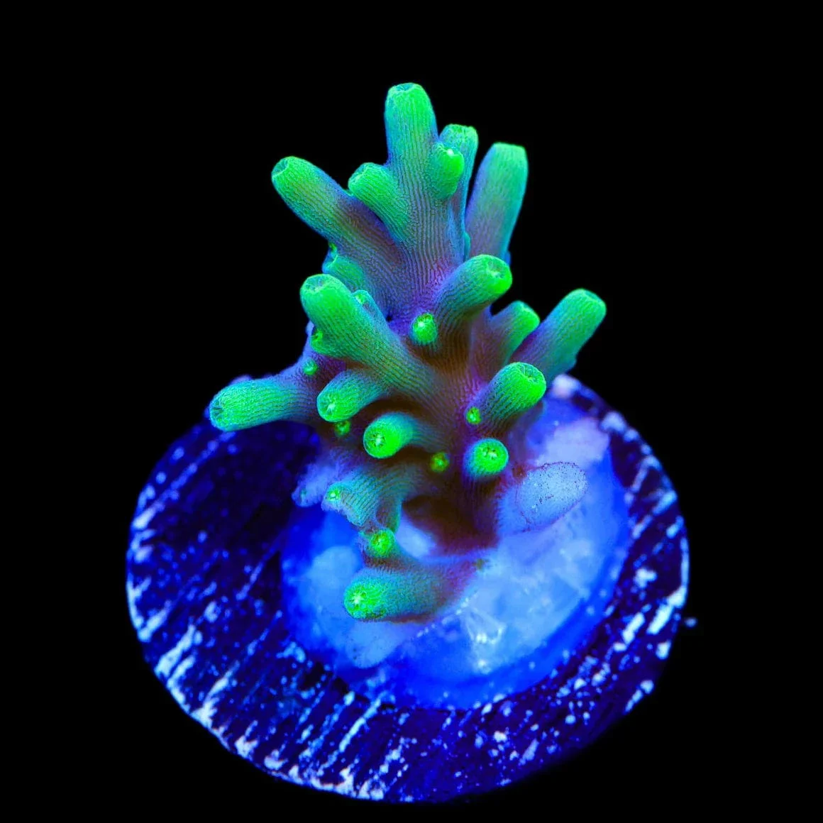 TSA Green Dragon Acropora Coral - Image 2
