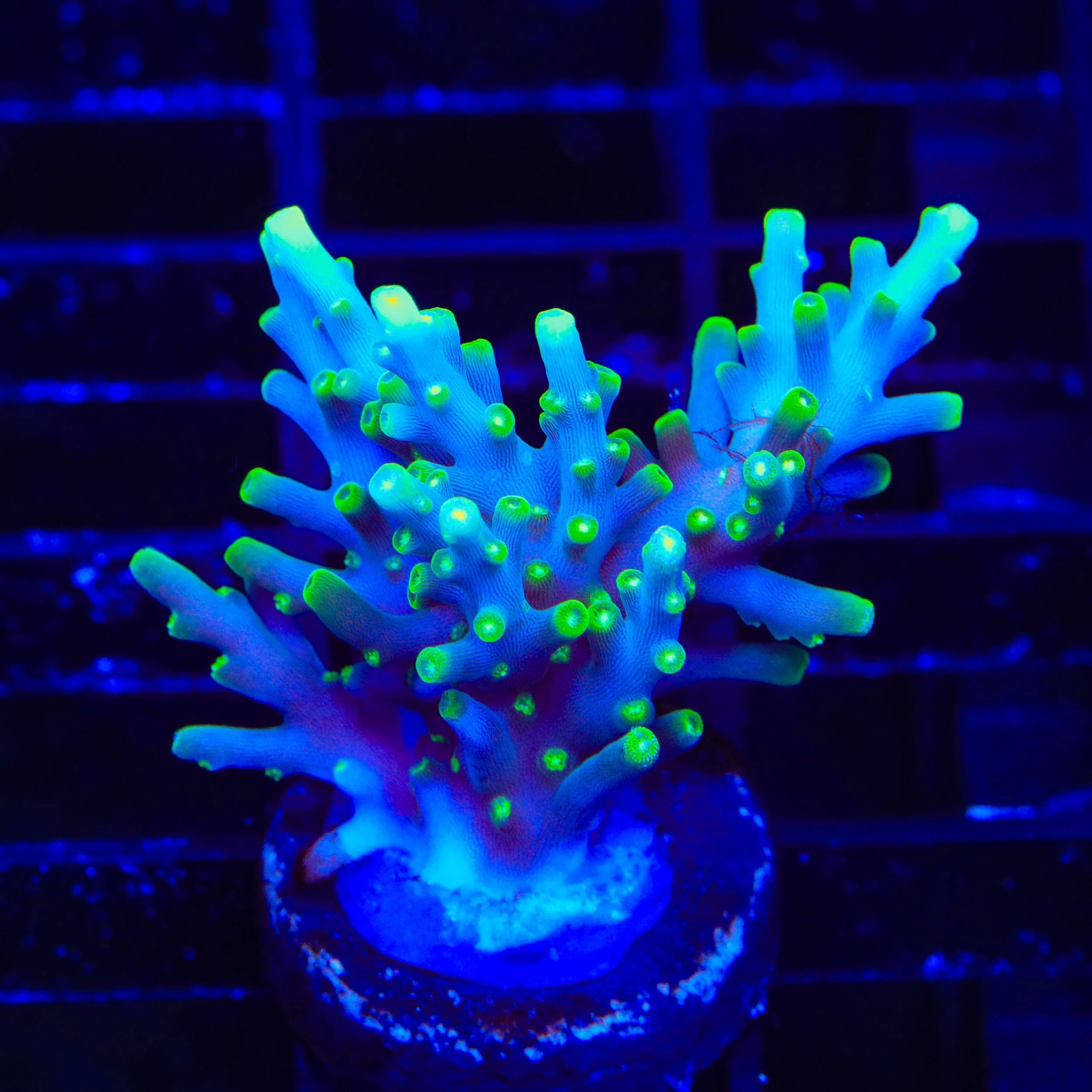 TSA Green Dragon Acropora XL Frag Coral - Image 2