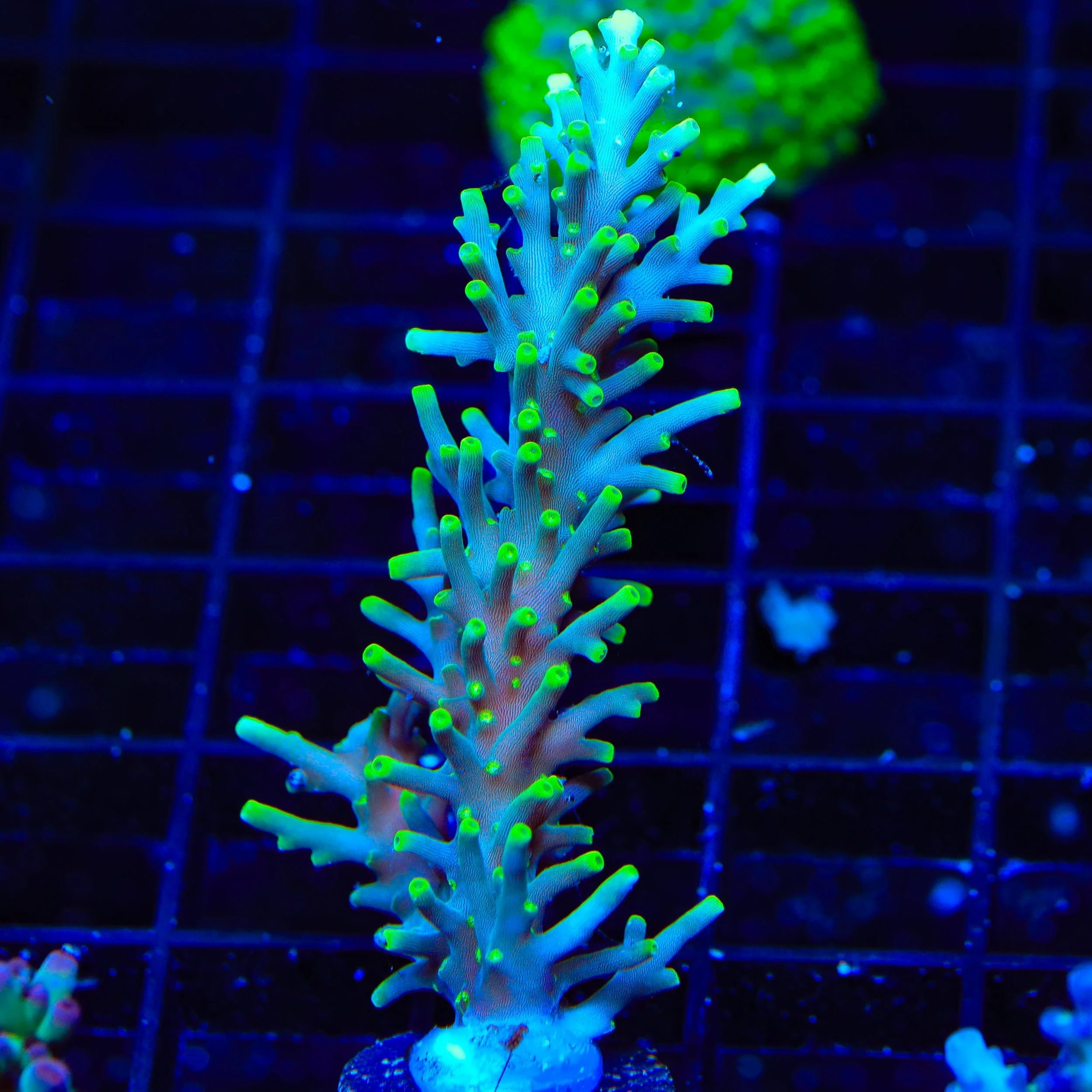 TSA Green Dragon Acropora XL Frag Coral - Image 3