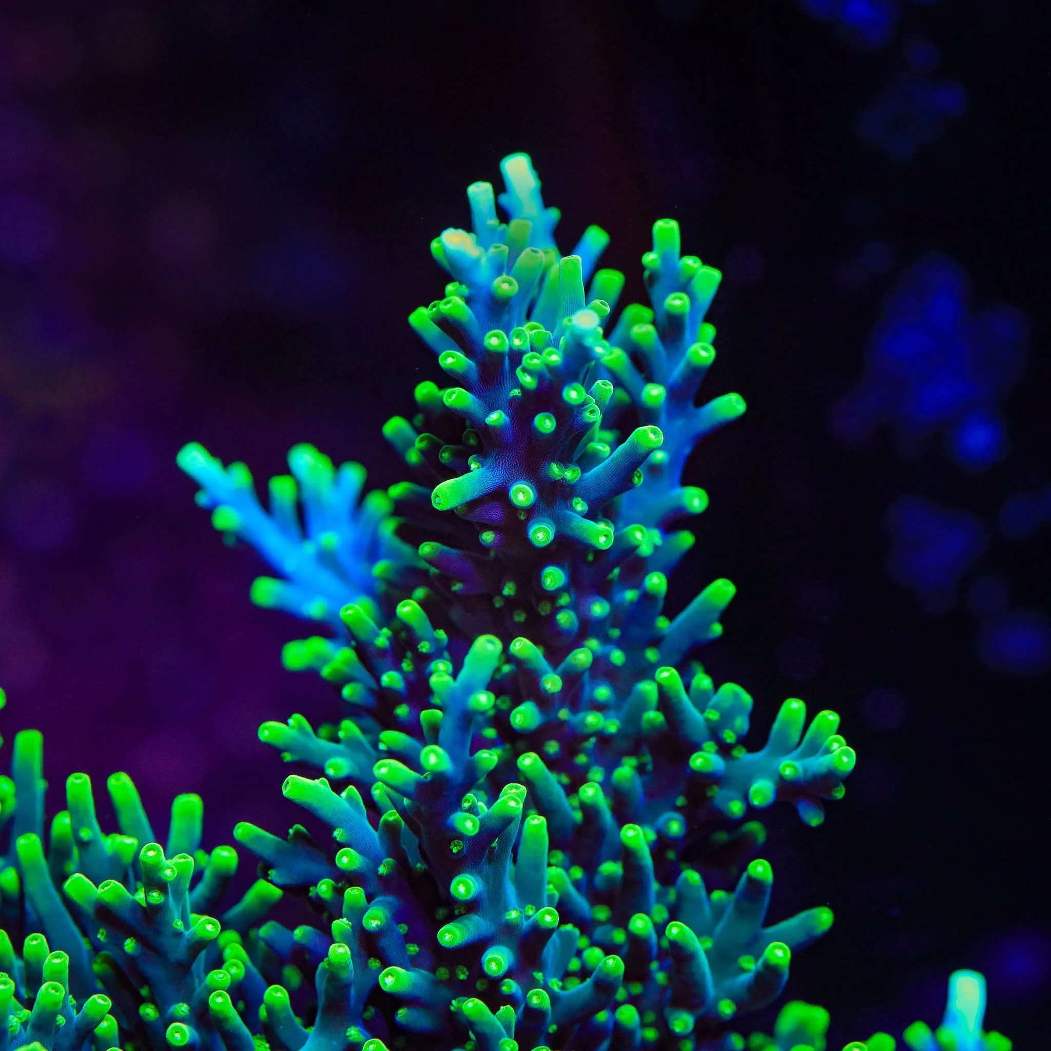 TSA Green Dragon Acropora XL Frag Coral - Image 2