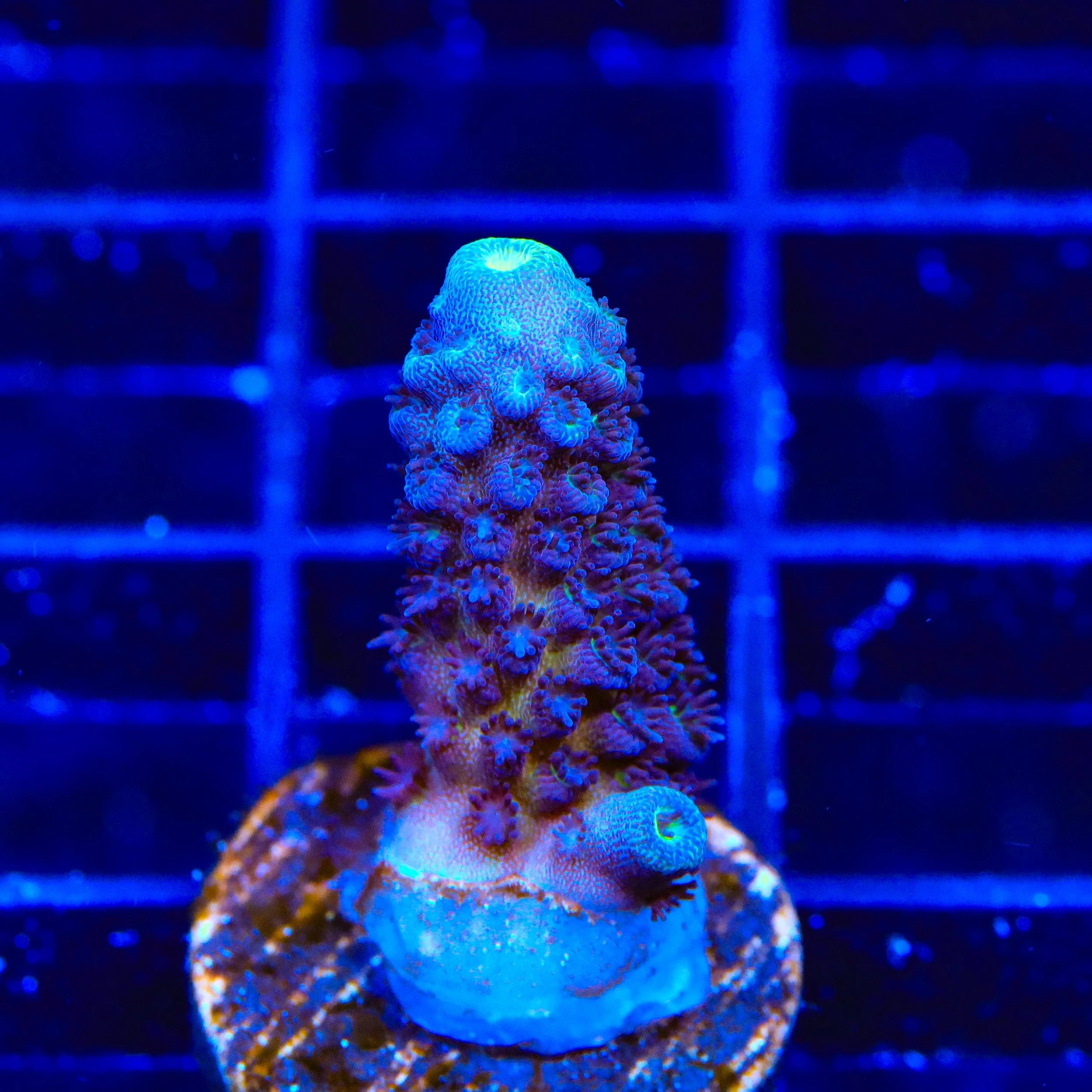 TSA Grimace Fiji Somoensis Acropora Coral - Image 2