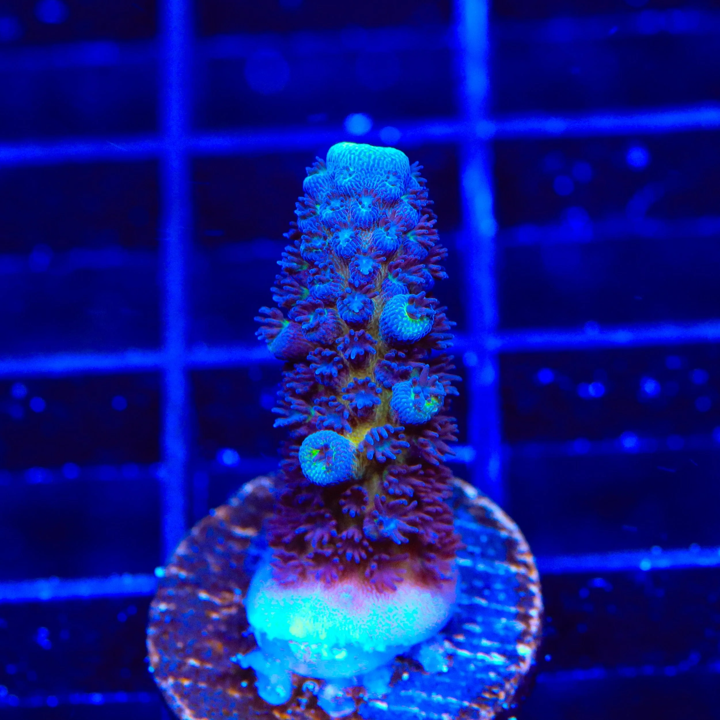 TSA Grimace Fiji Somoensis Acropora Coral - Image 3