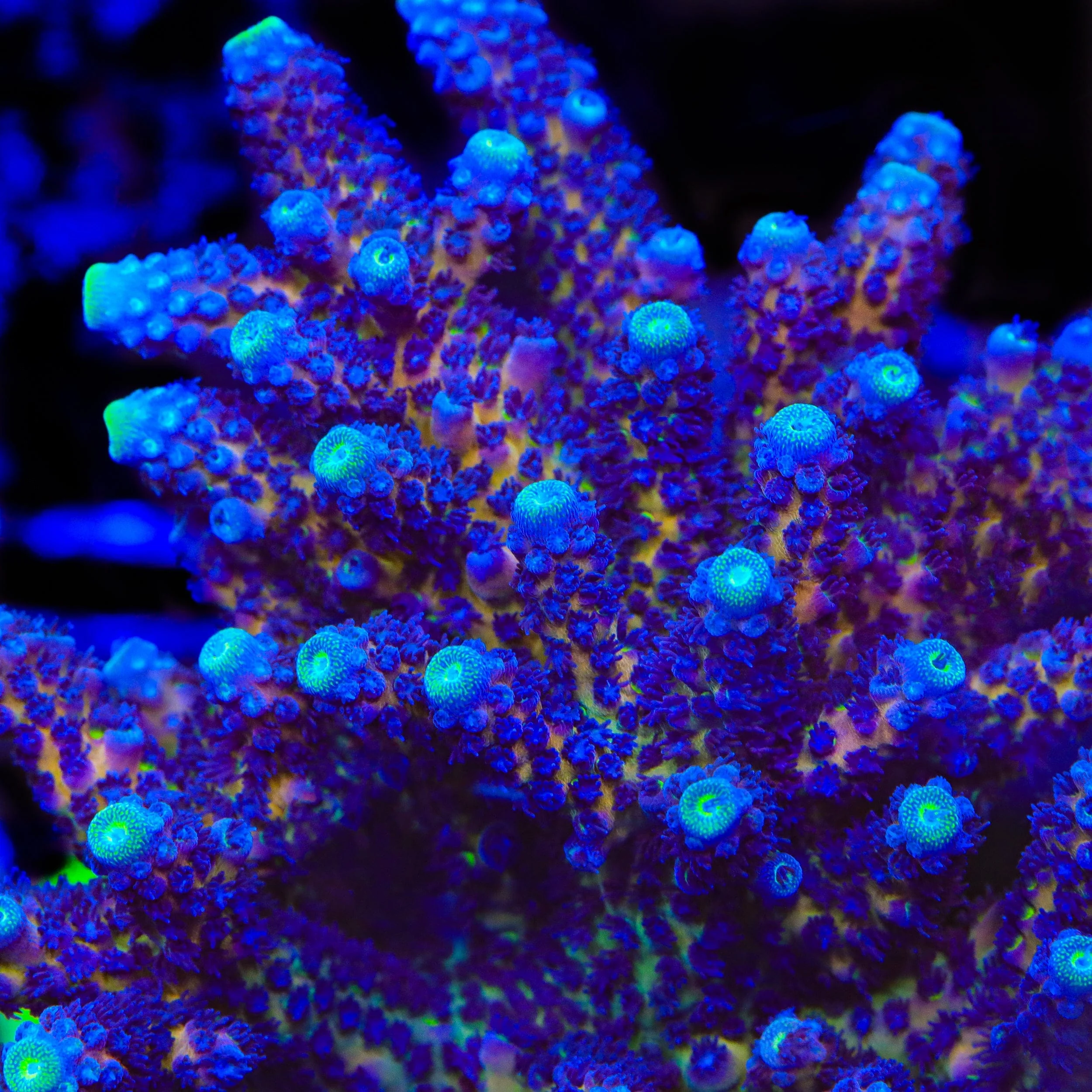 TSA Grimace Fiji Somoensis Acropora Coral - Image 4