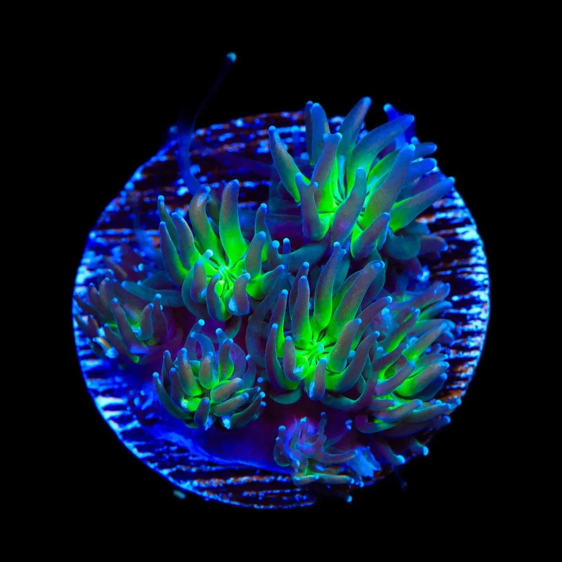 TSA Grizzly Galaxea Coral - Image 2