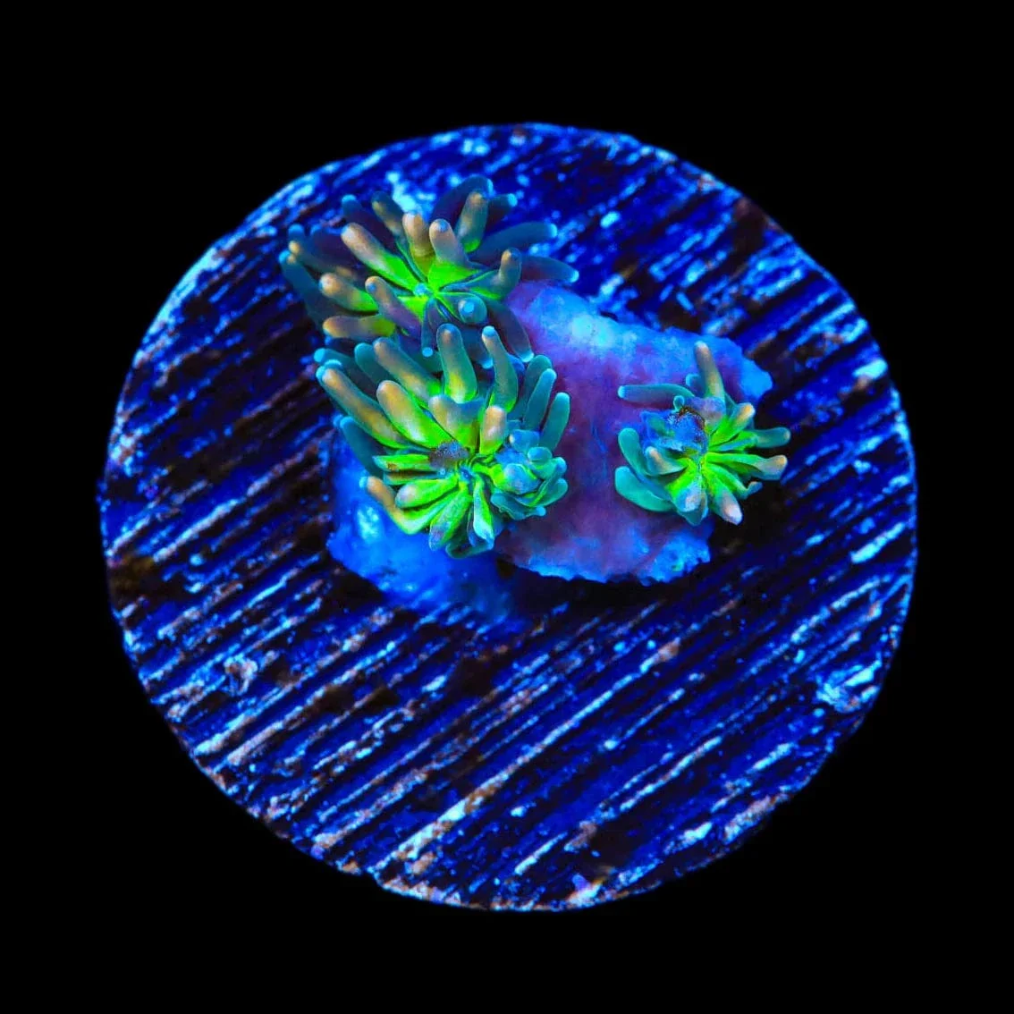 TSA Grizzly Galaxea Coral - Image 3