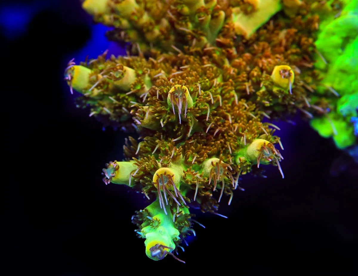 TSA Harvey Wallbanger Acropora Coral - Image 2