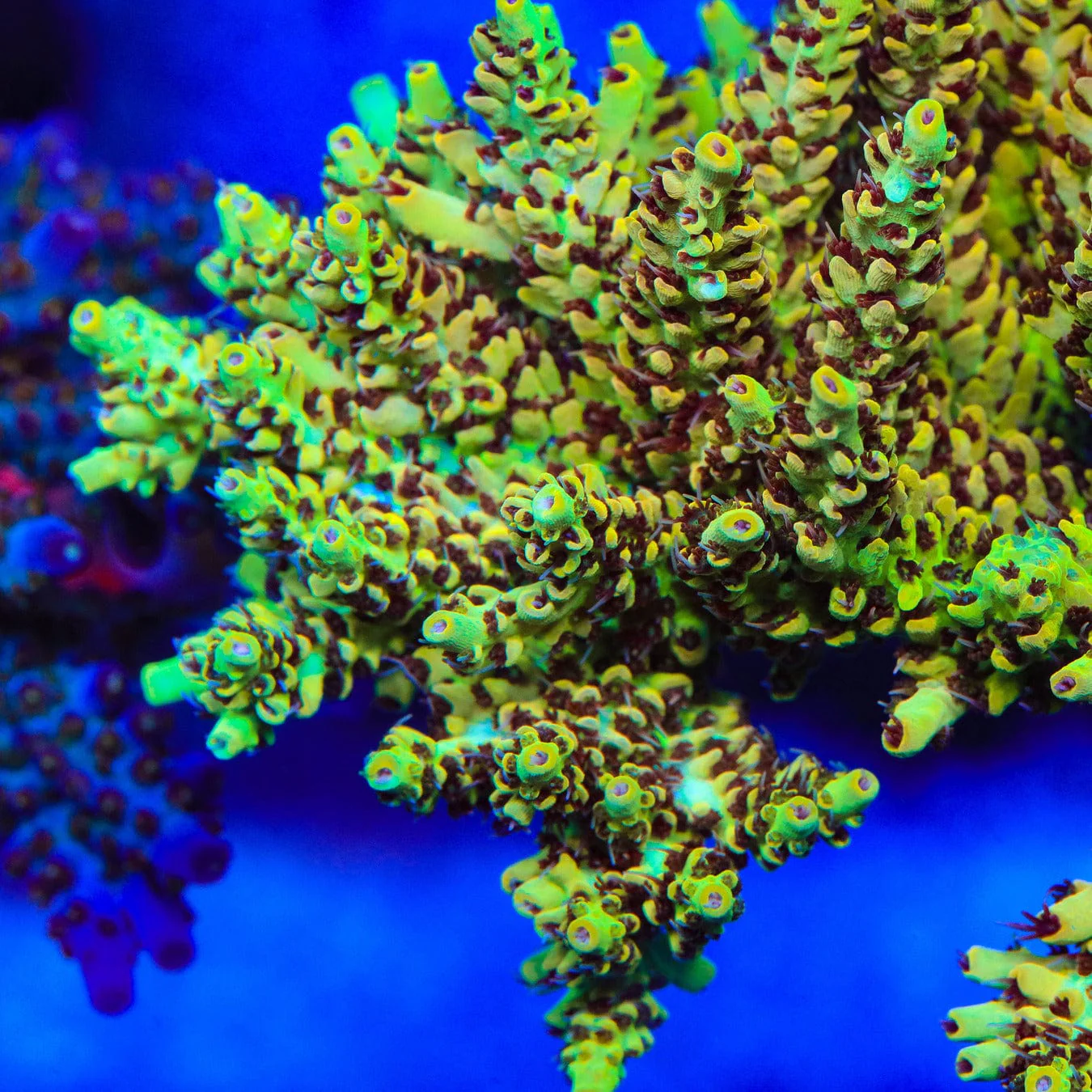 TSA Harvey Wallbanger Acropora Coral - Image 2