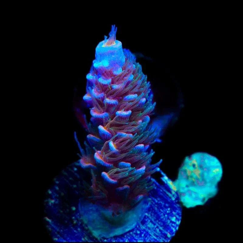 TSA Haymaker Tenuis Acropora Coral - Image 3