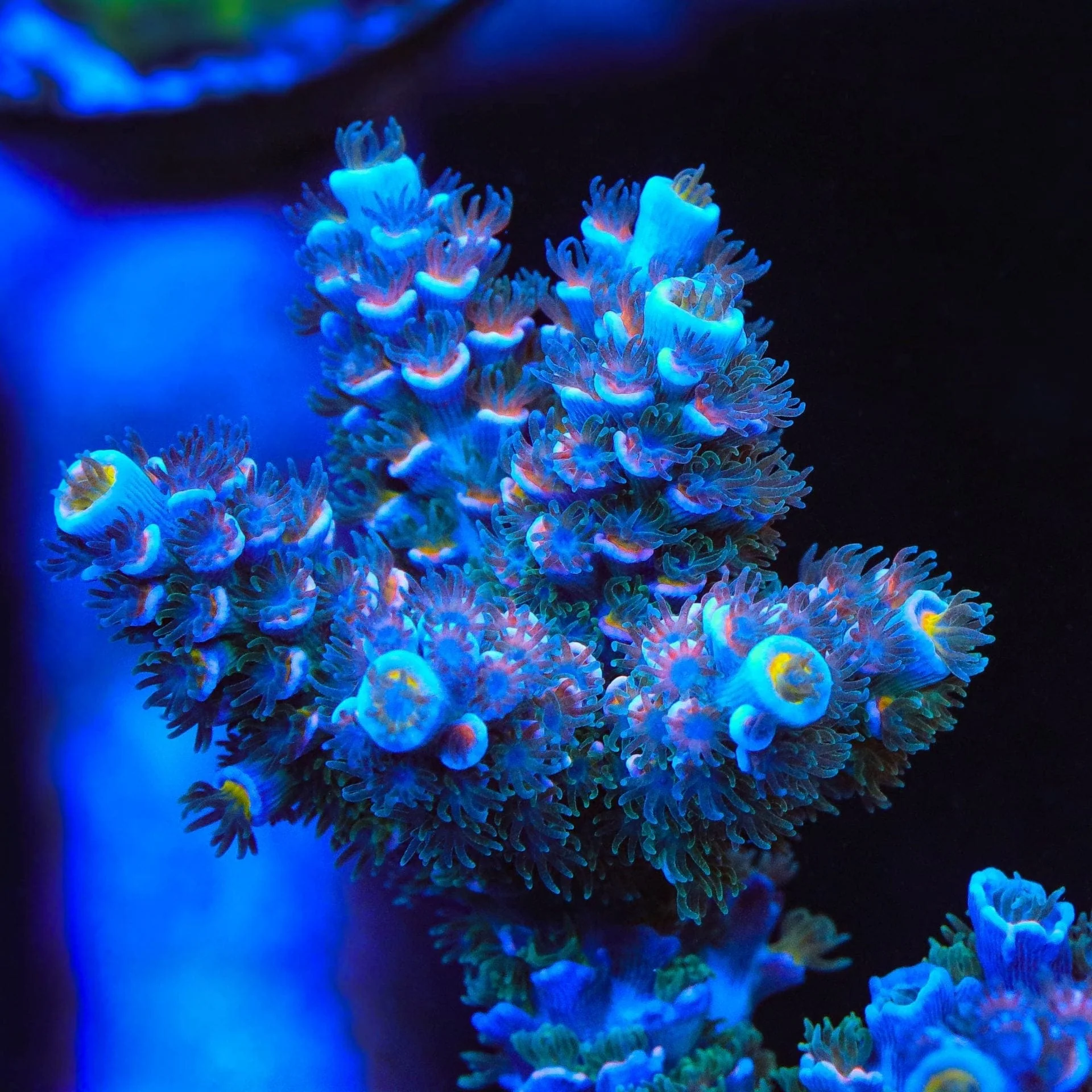 TSA Haymaker Tenuis Acropora Coral - Image 4