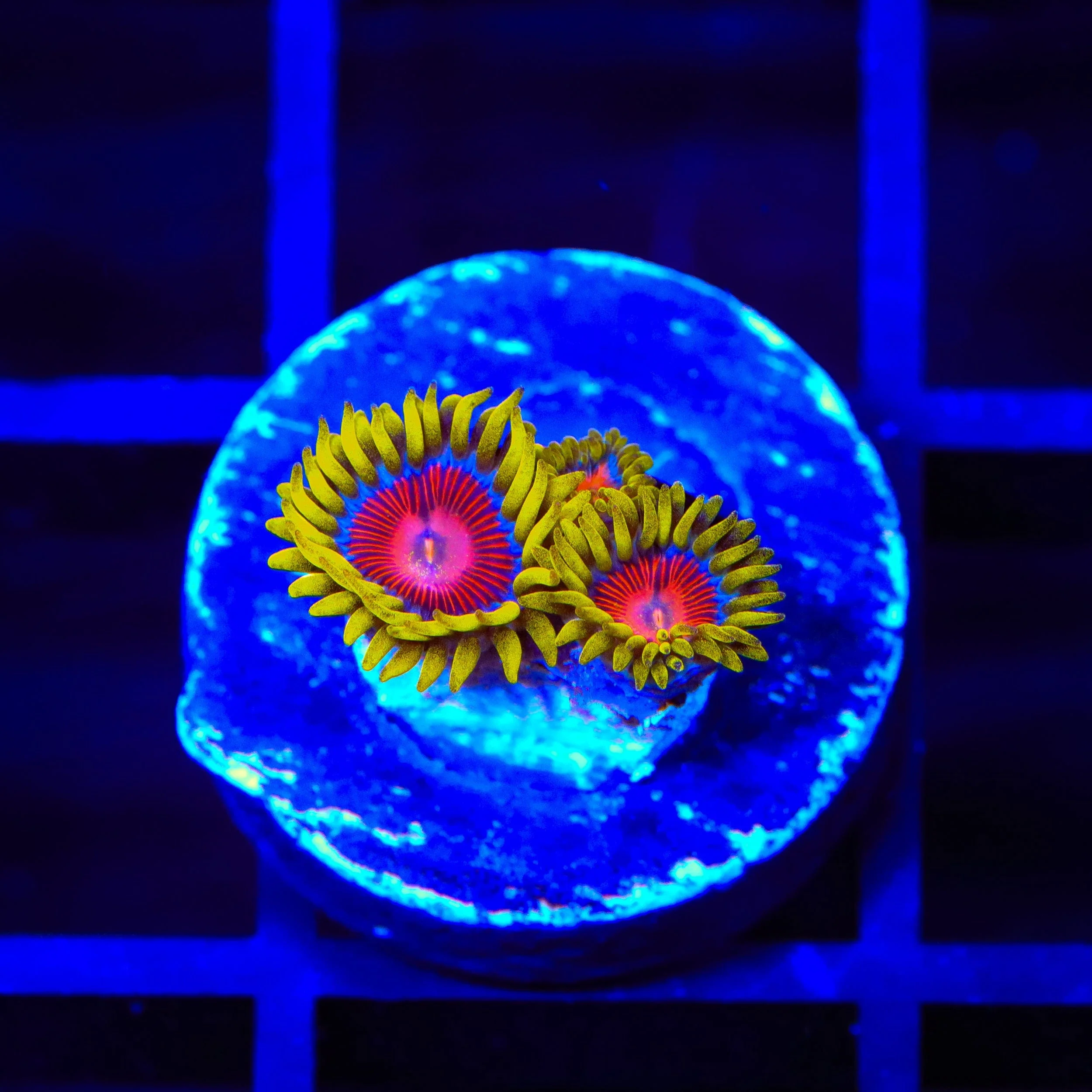 TSA Headrush Zoanthids Coral