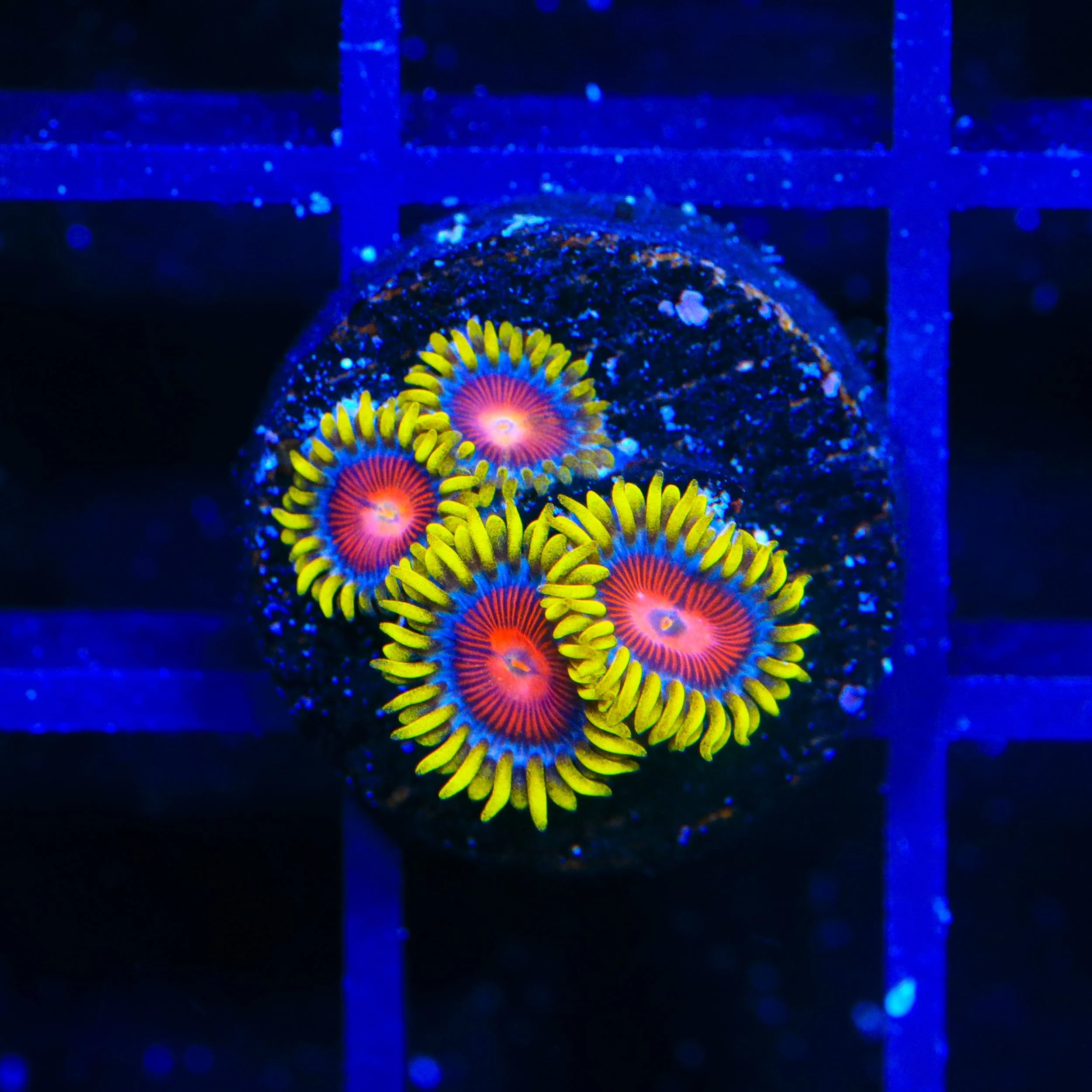 TSA Headrush Zoanthids Coral - Image 2