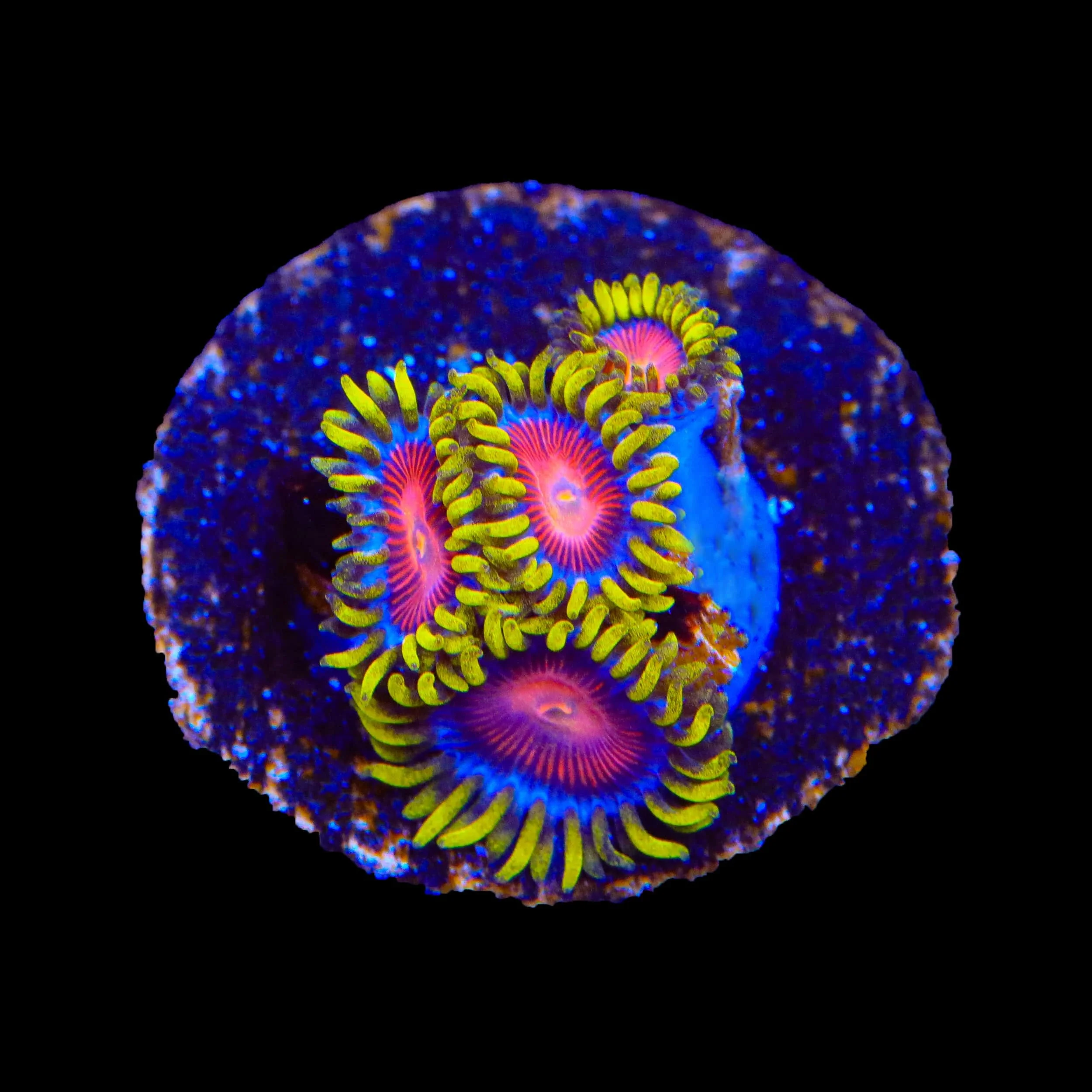TSA Headrush Zoanthids Coral - Image 3