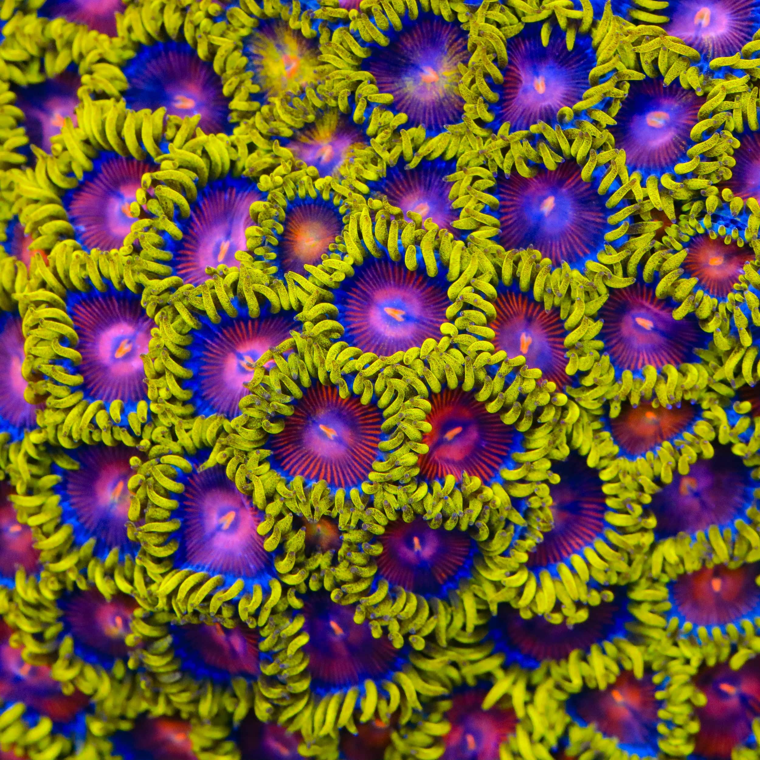 TSA Headrush Zoanthids Coral - Image 4