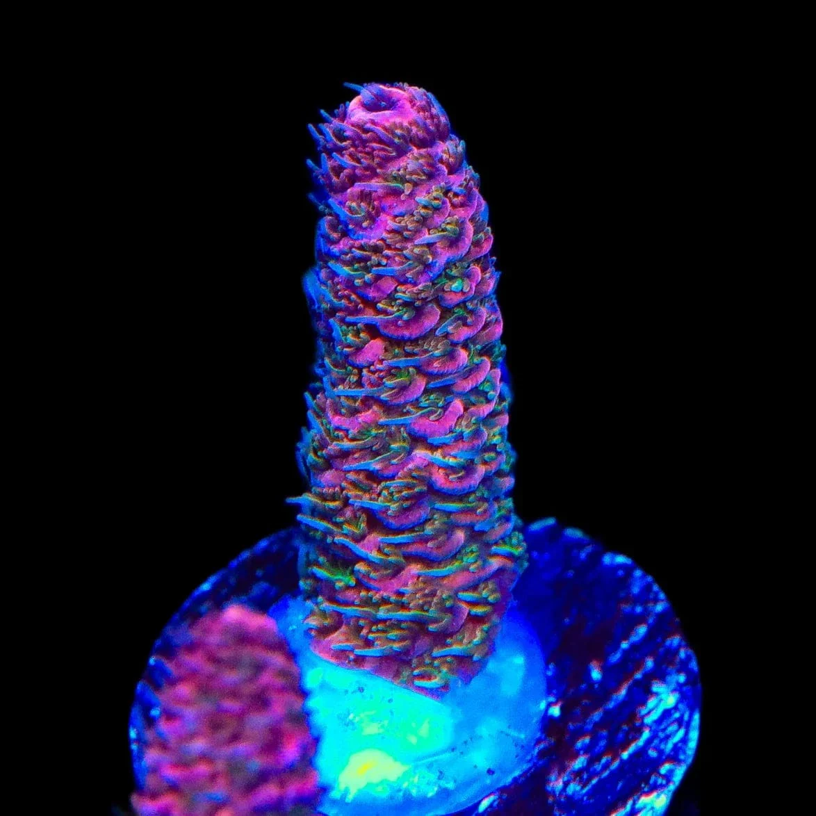 TSA Heaven and Hell Millepora Acropora Coral - Image 2