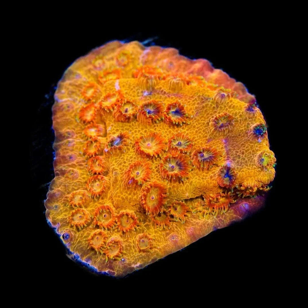 TSA Hi-C Cyphastrea Coral - Image 3
