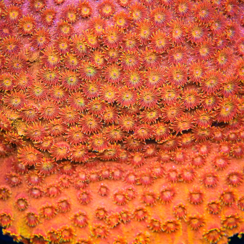 TSA Hi-C Cyphastrea Coral - Image 4