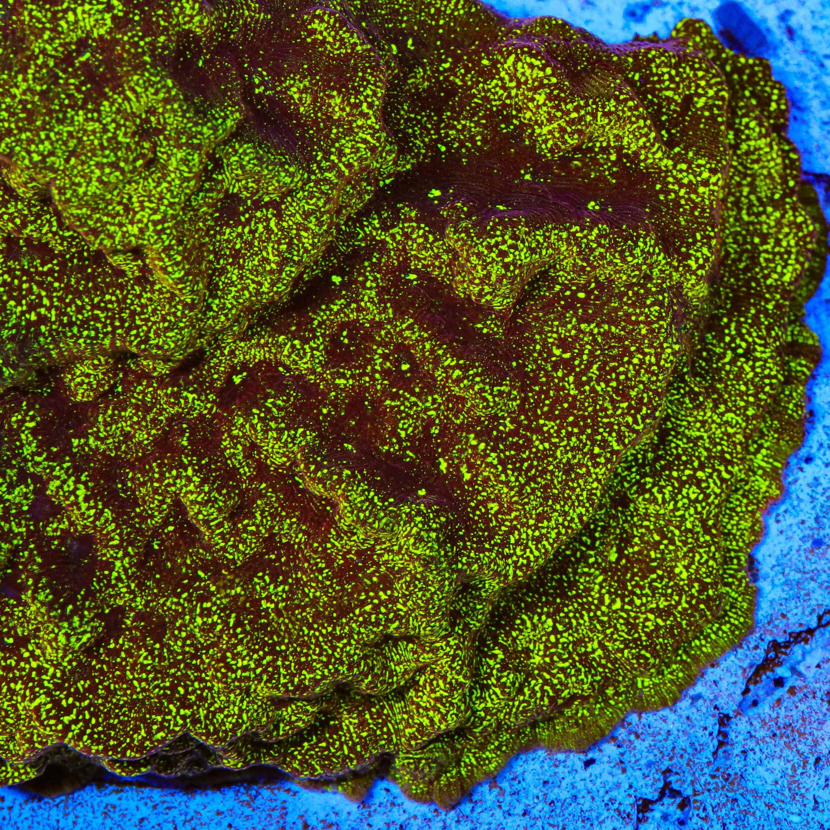 TSA High Beam Leptoseris Coral - Image 4