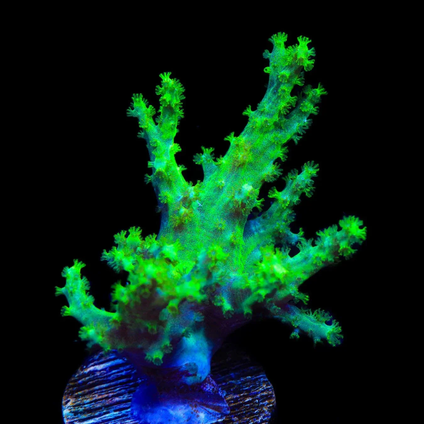 TSA Highlighter Finger Leather Coral - Image 3