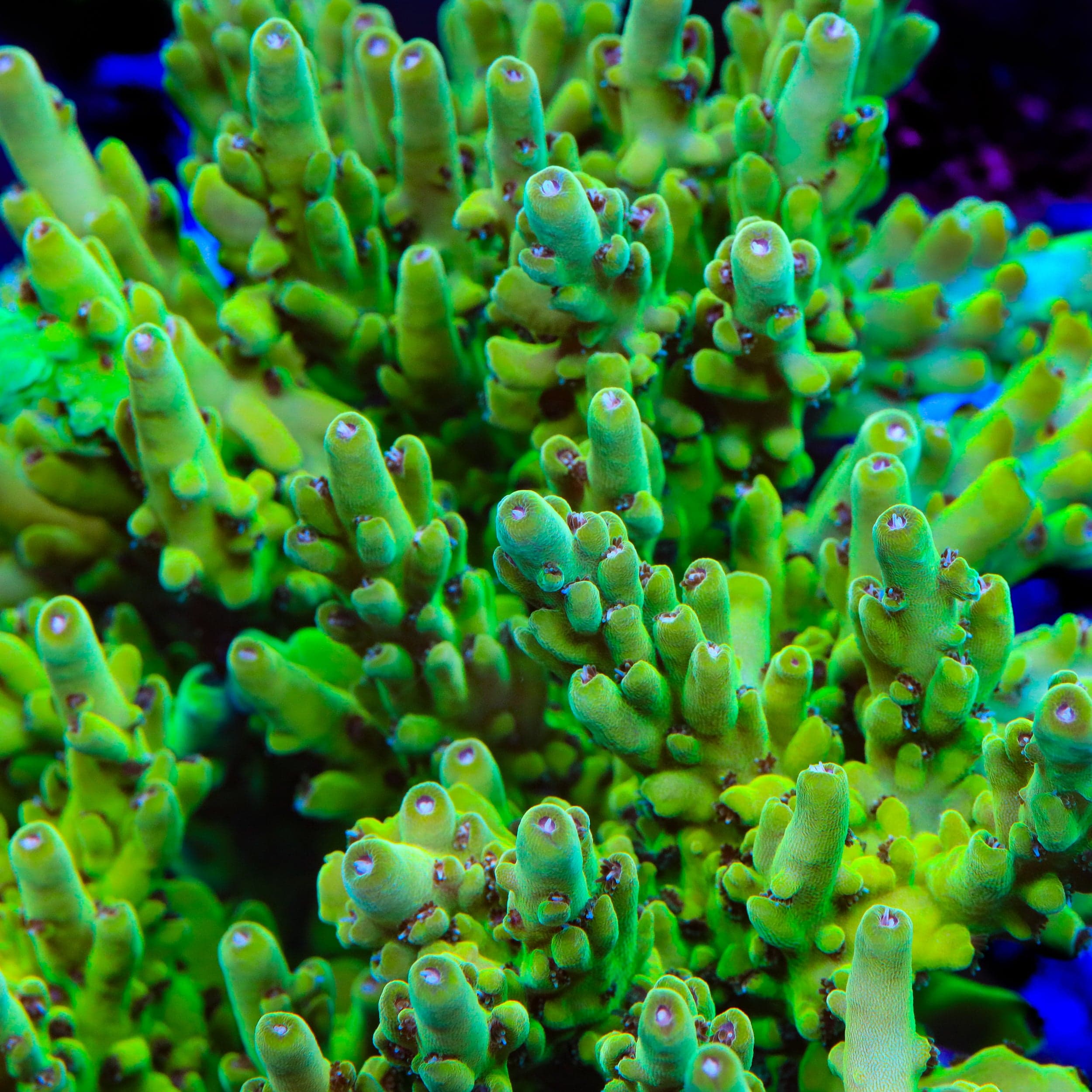 TSA Honeysuckle Acropora Coral - Image 2