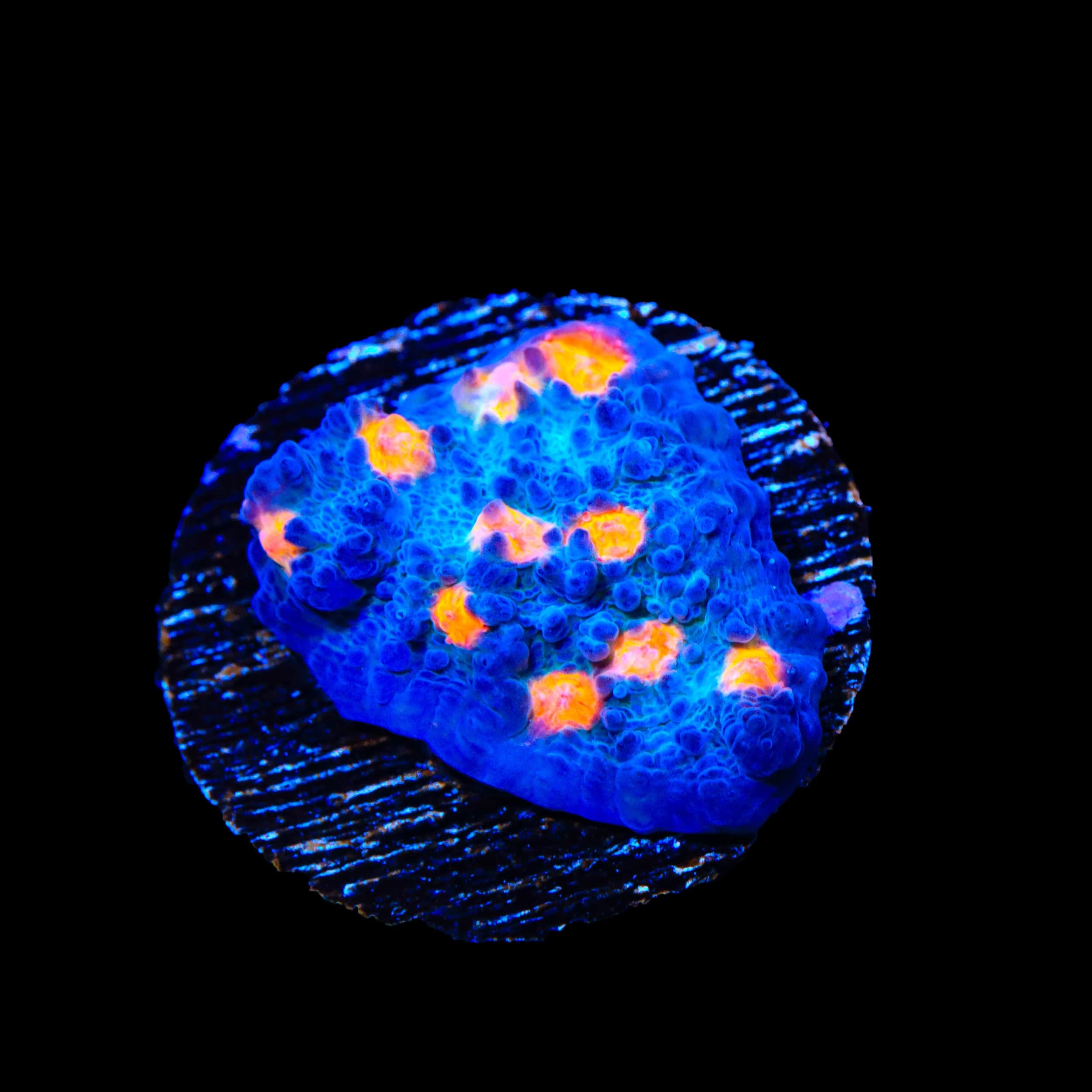 TSA Hot Spot Chalice Coral - Image 2