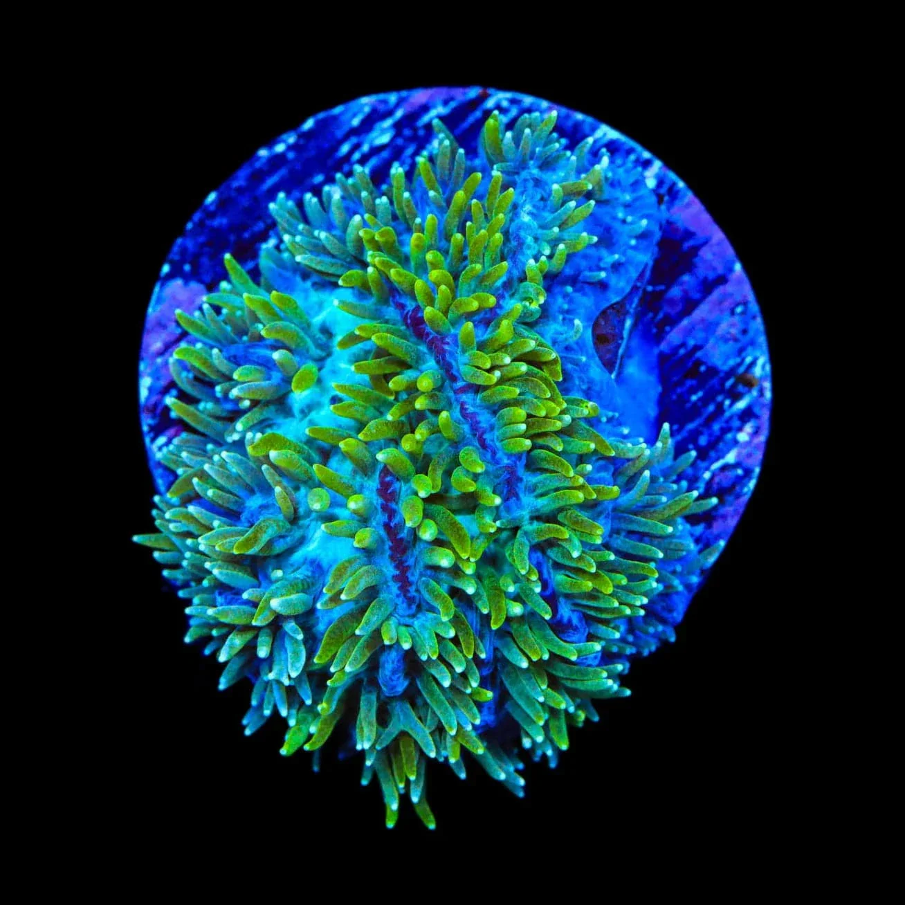 TSA Iceman Hydnophora Coral - Image 2