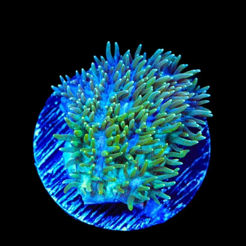 TSA Iceman Hydnophora Coral - Image 3