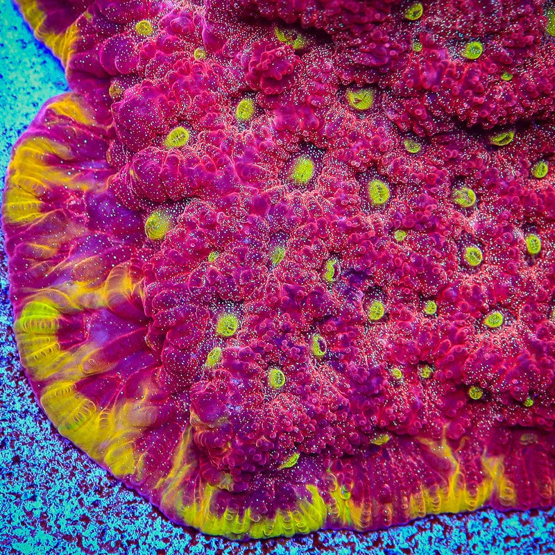 TSA Inferno Favia Coral - Image 2