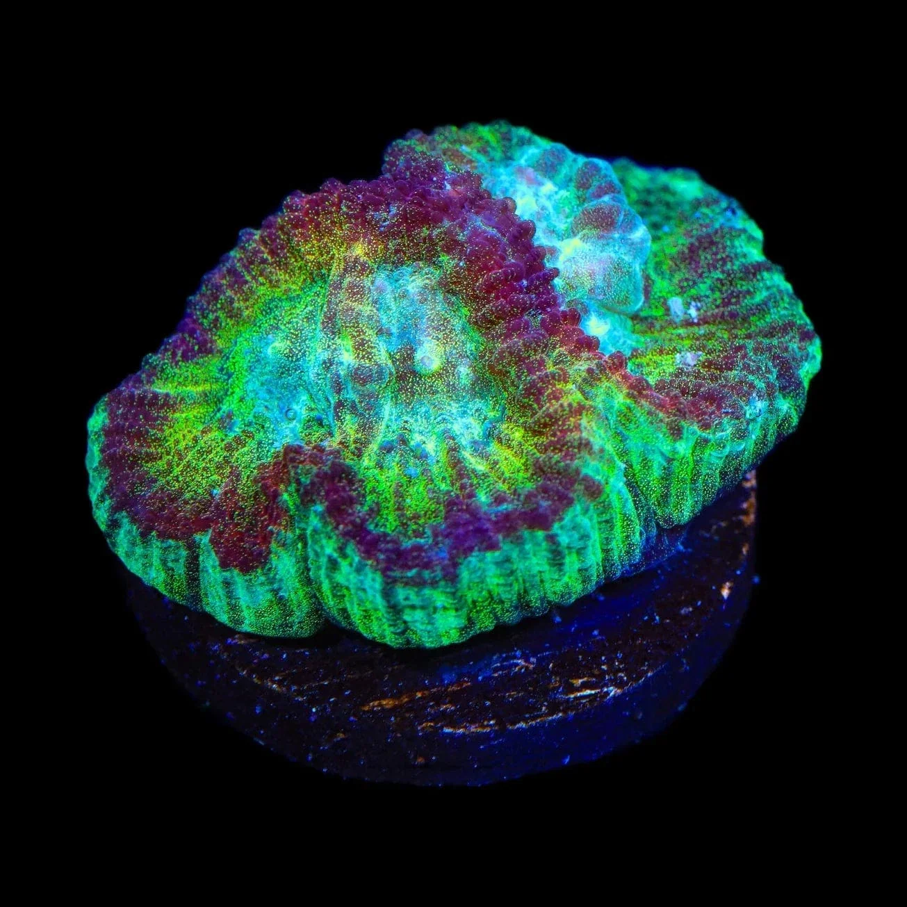 TSA Irish Favia Coral - Image 2