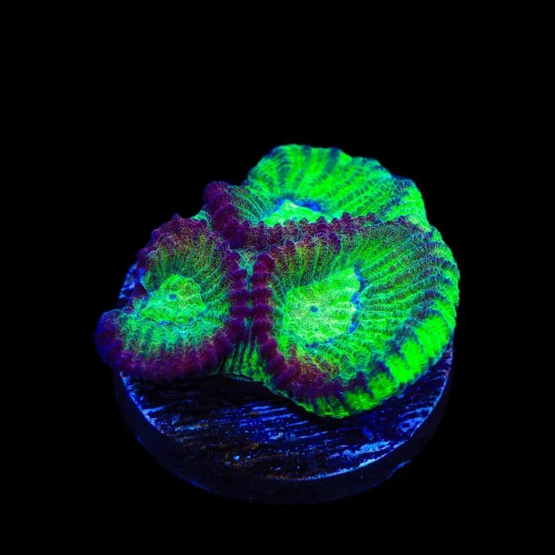 TSA Irish Favia Coral - Image 3