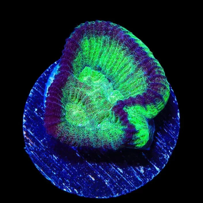TSA Irish Favia Coral - Image 4