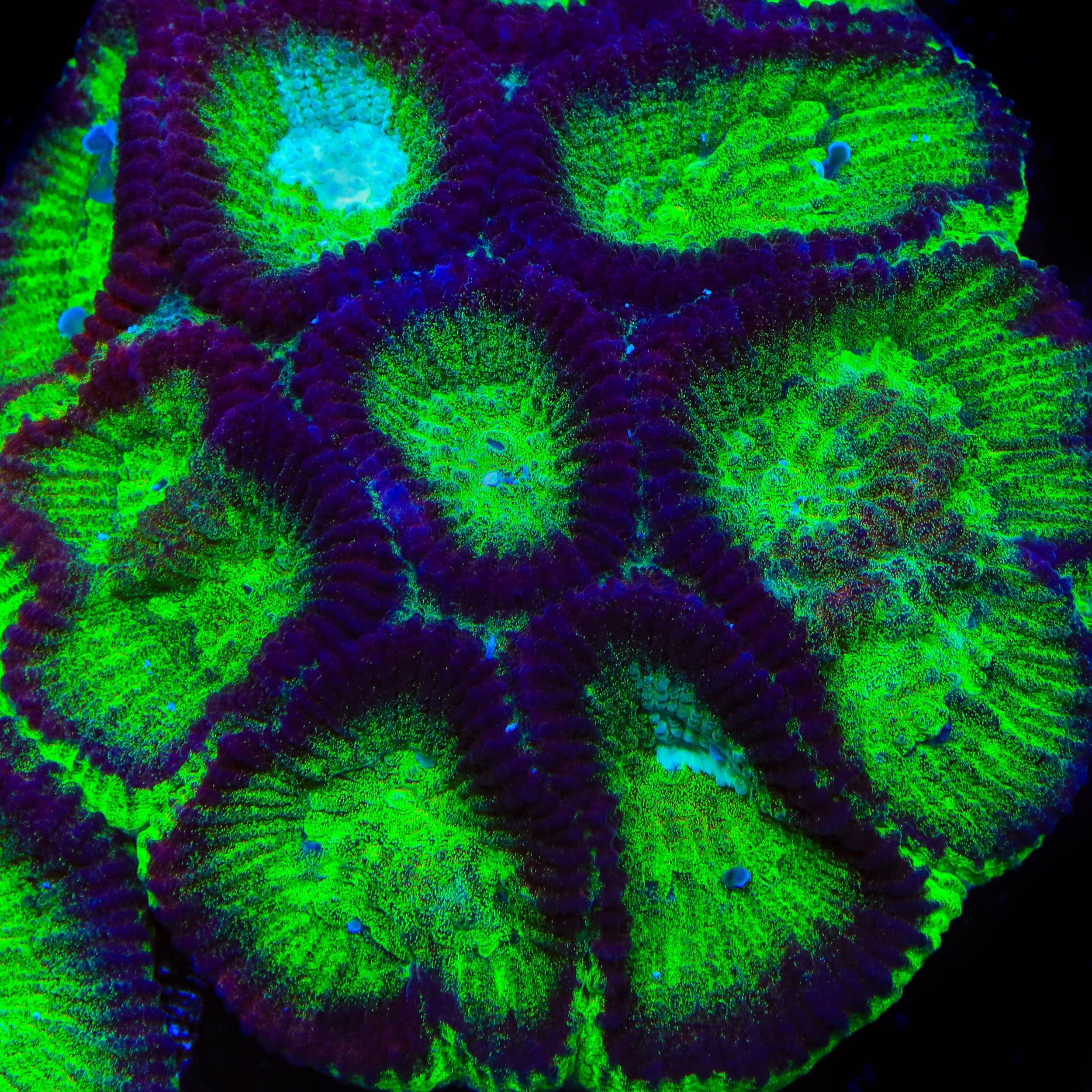 TSA Irish Favia Coral - Image 5