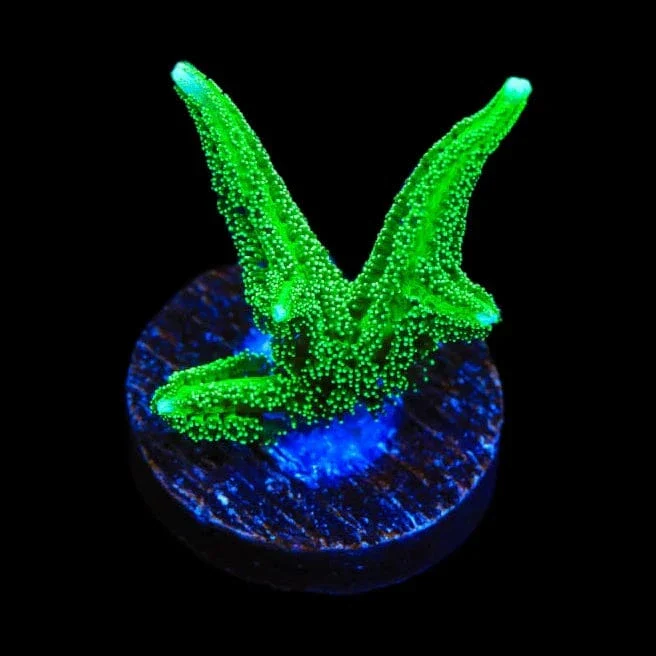 TSA Jade Dragon Birdsnest Coral - Image 2