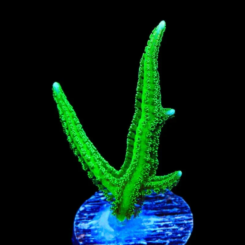 TSA Jade Dragon Birdsnest Coral - Image 3