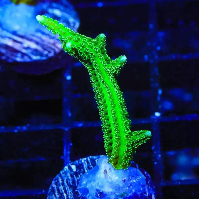 TSA Jade Dragon Birdsnest Coral - Image 4