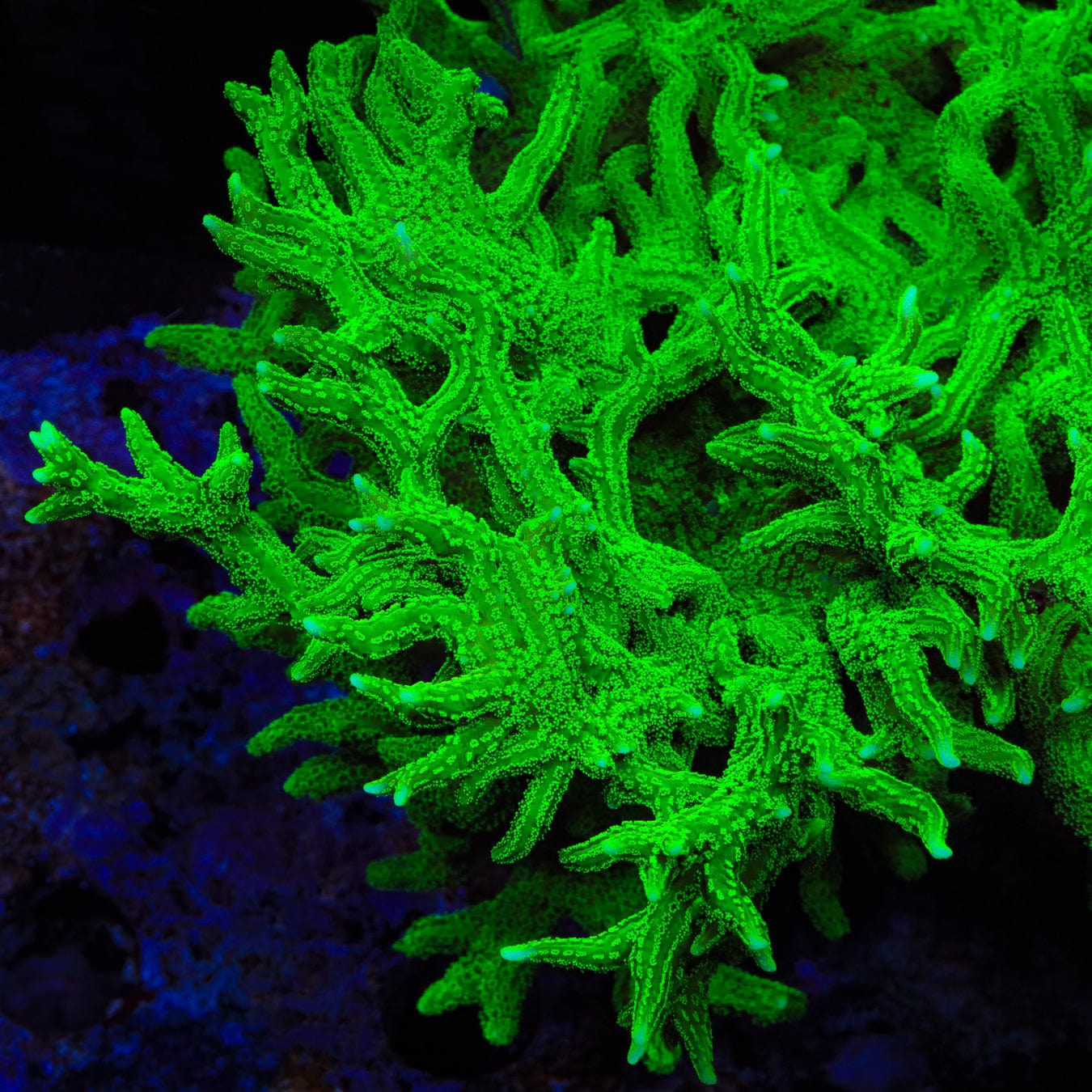 TSA Jade Dragon Birdsnest Coral - Image 5