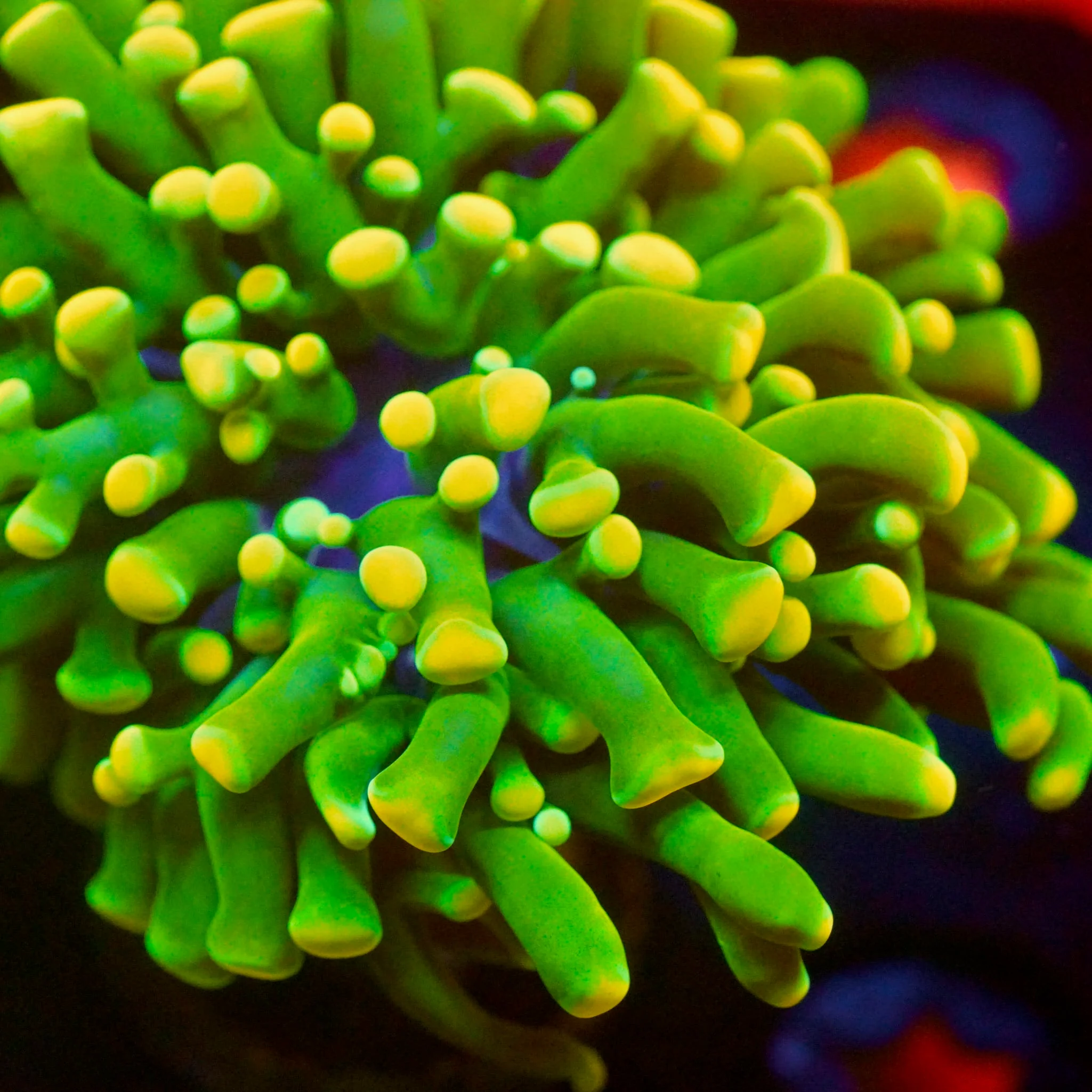 TSA Jolly Rancher Hammer Coral