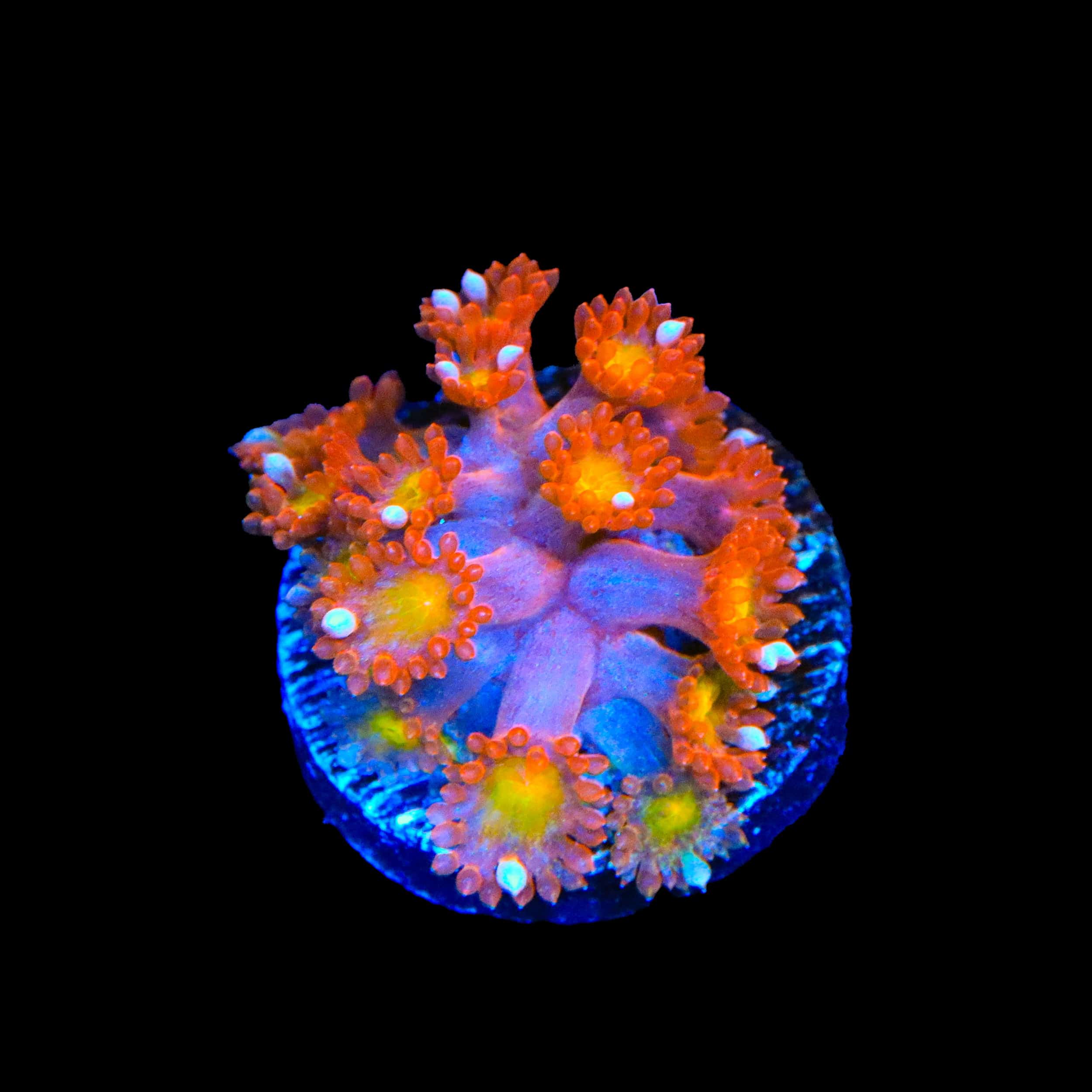 TSA Jujube Goniopora Coral - Image 3