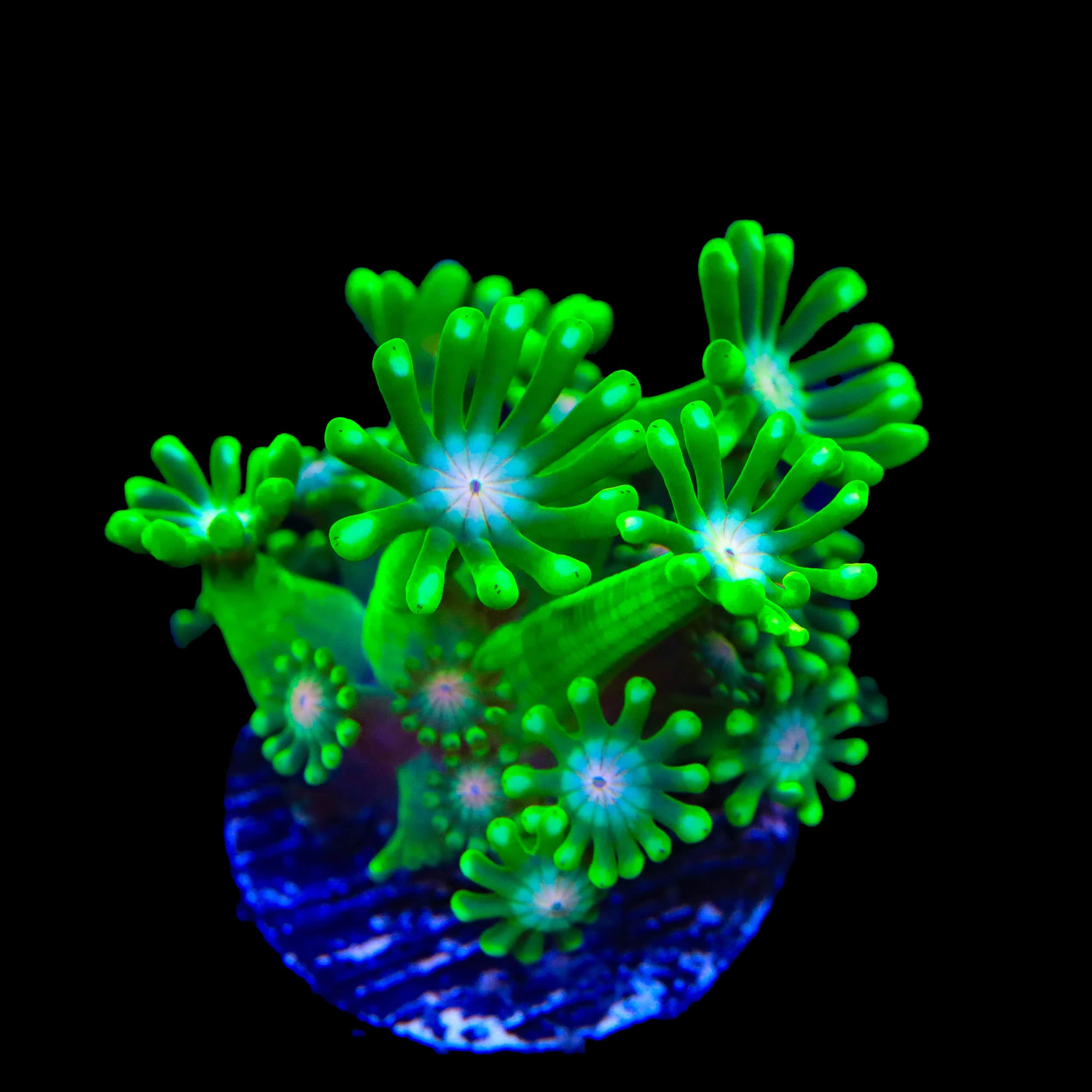 TSA Kermit Alveopora Coral - Image 2