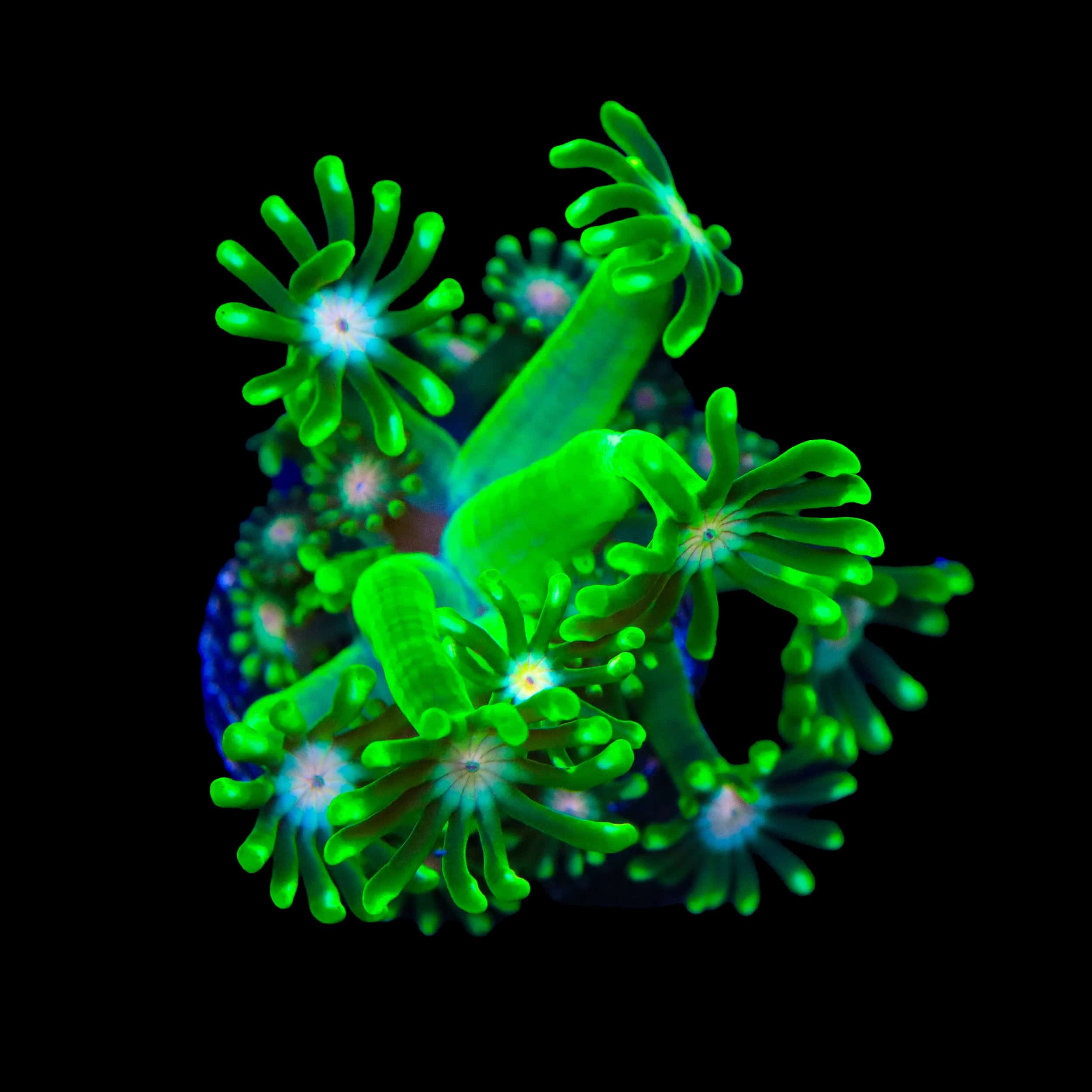 TSA Kermit Alveopora Coral - Image 3