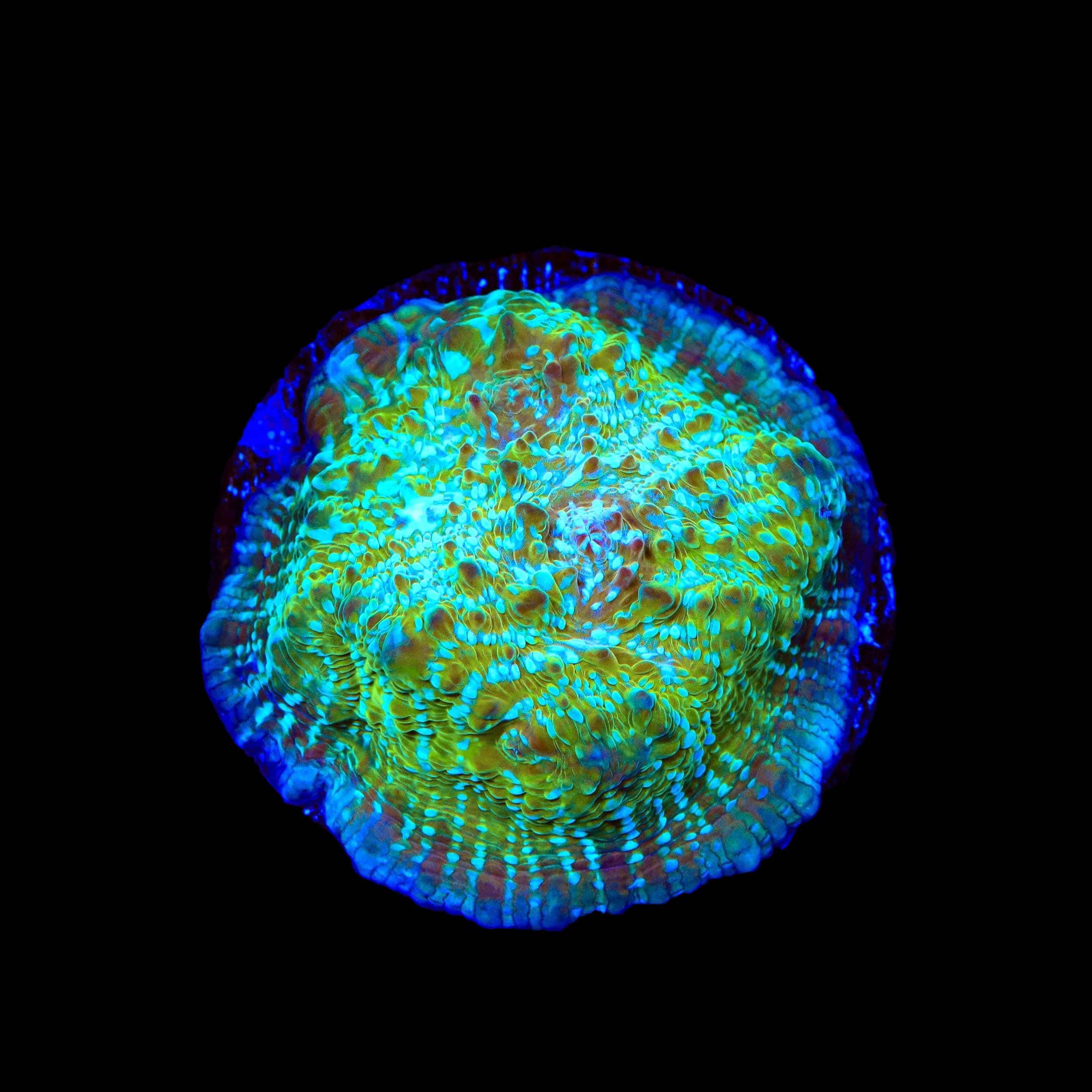 TSA Kriss Kross Chalice Coral - Image 3