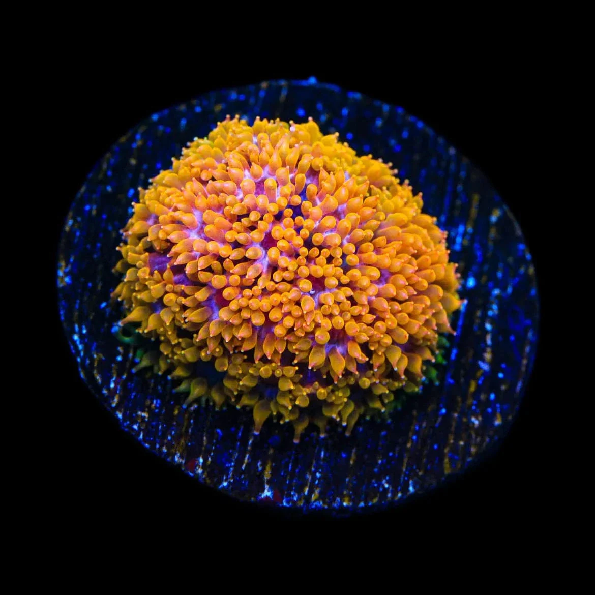 TSA Laffy Taffy Goniopora Coral - Image 2