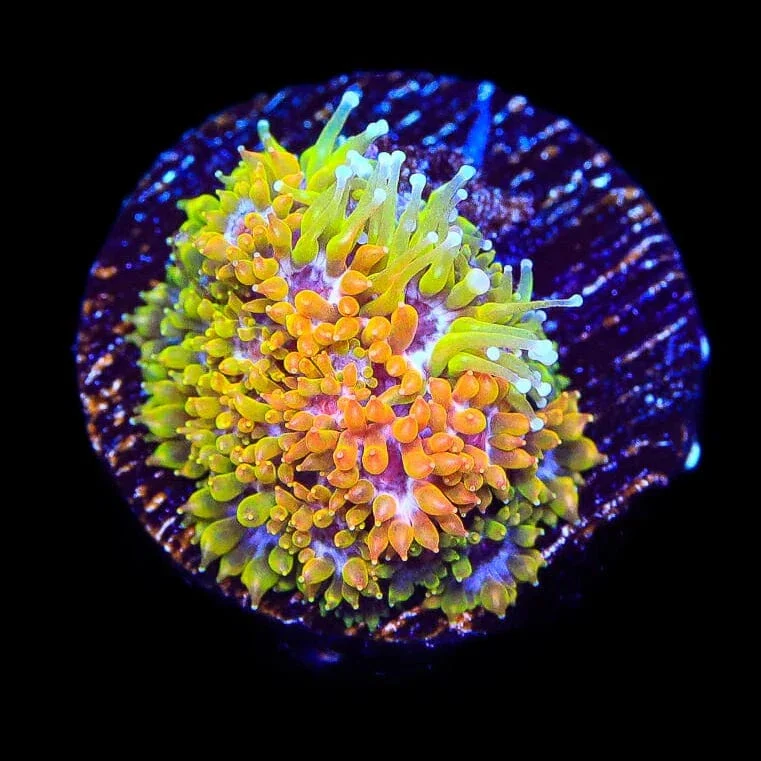 TSA Laffy Taffy Goniopora Coral - Image 3