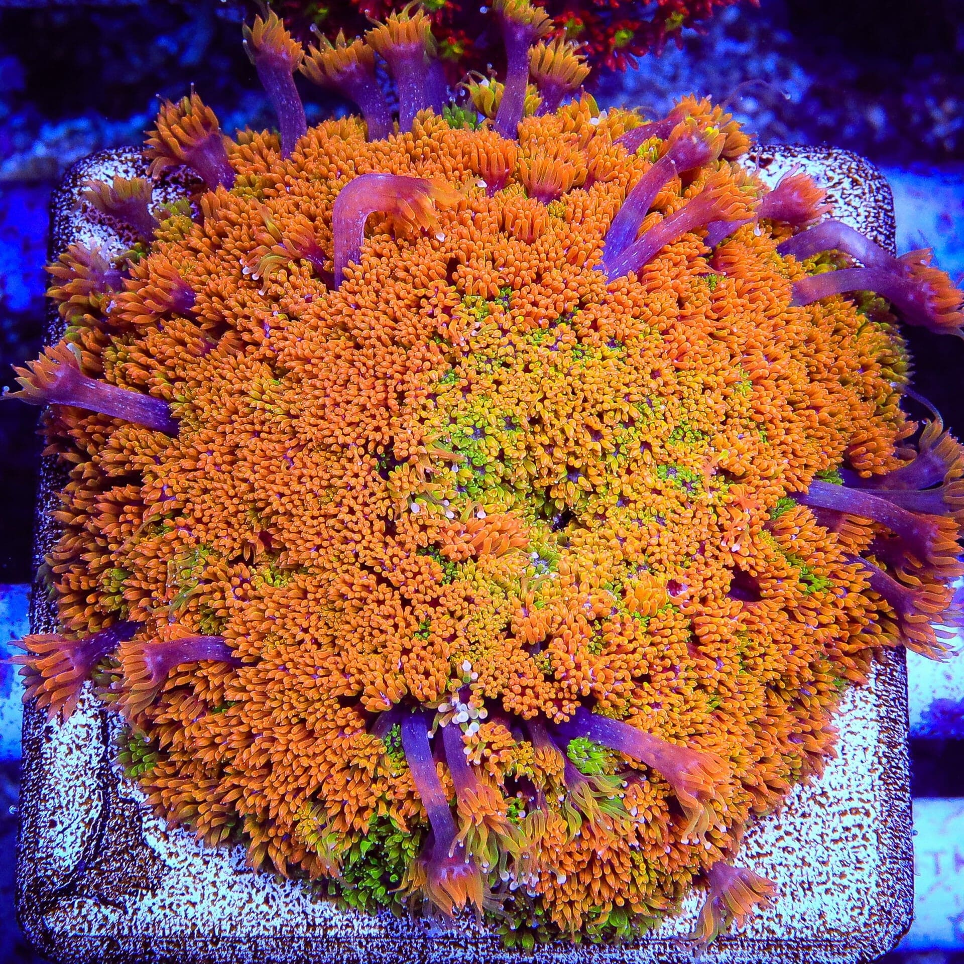 TSA Laffy Taffy Goniopora Coral - Image 4