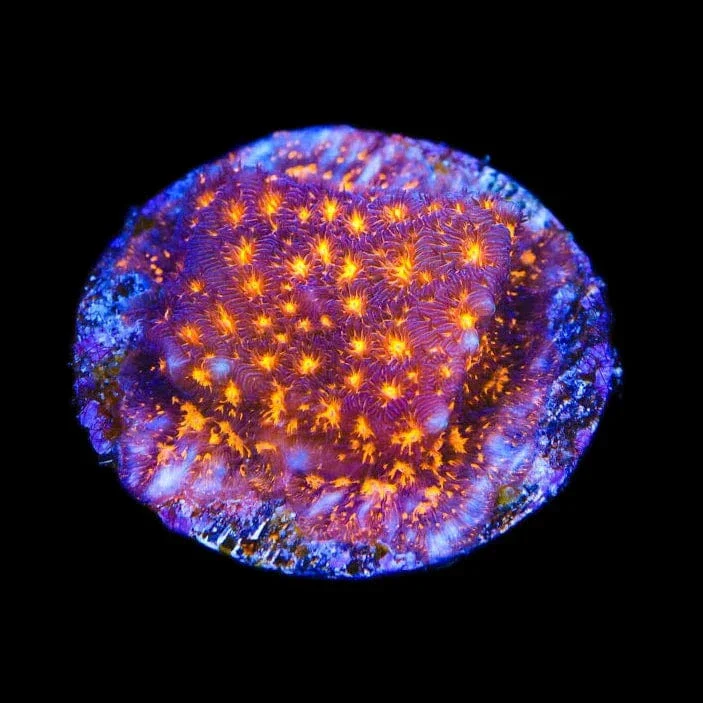 TSA Lava Field Leptoseris Coral - Image 2