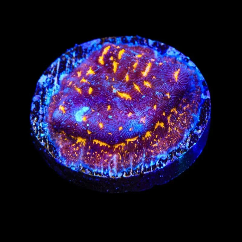 TSA Lava Field Leptoseris Coral - Image 3