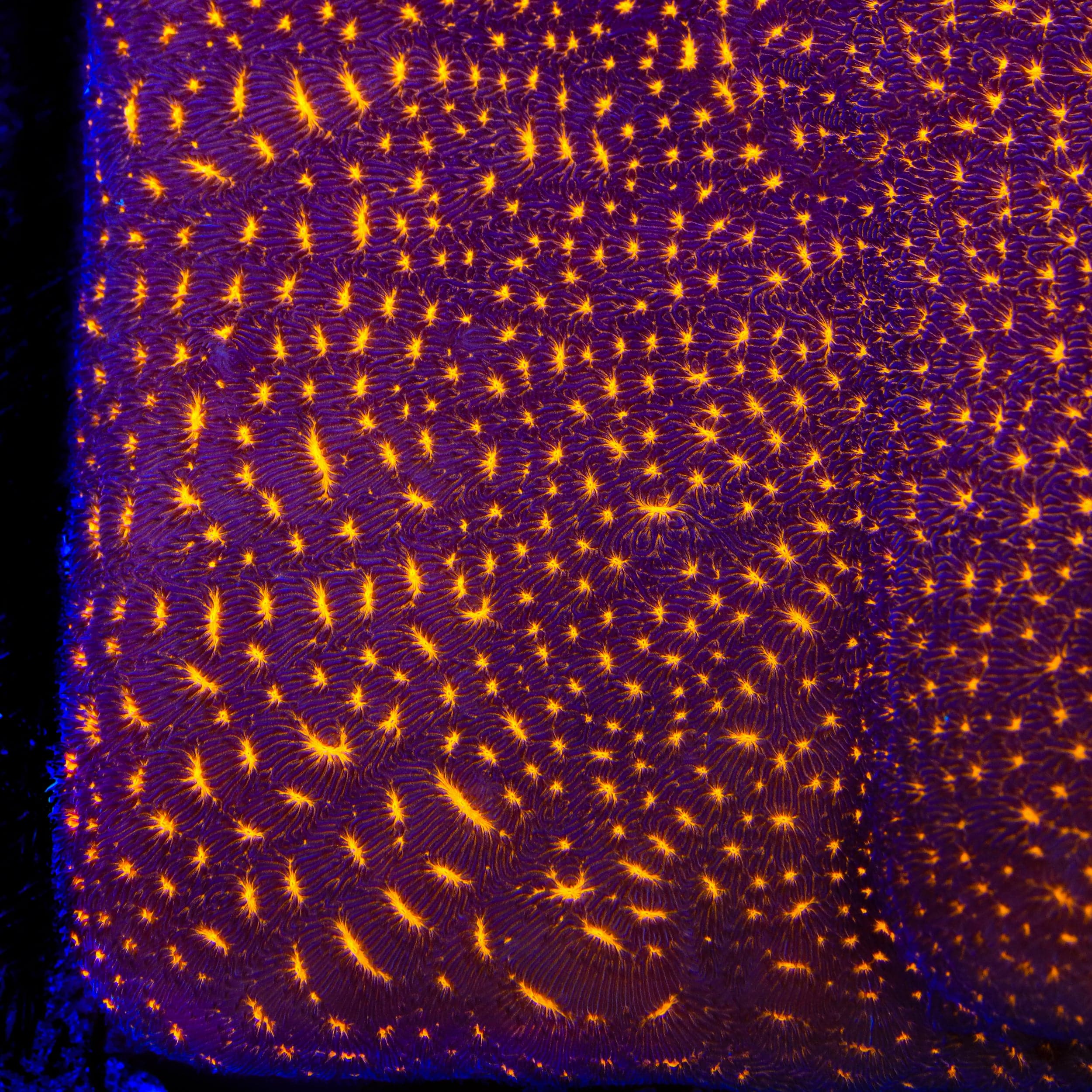 TSA Lava Field Leptoseris XL Frag Coral - Image 2
