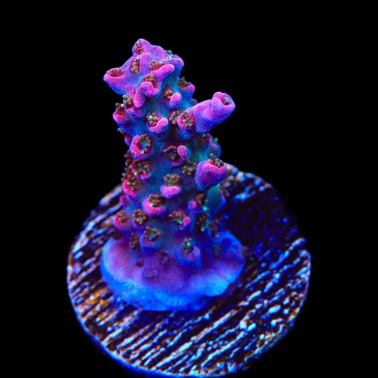 TSA Lavender Haze Acropora Coral - Image 3
